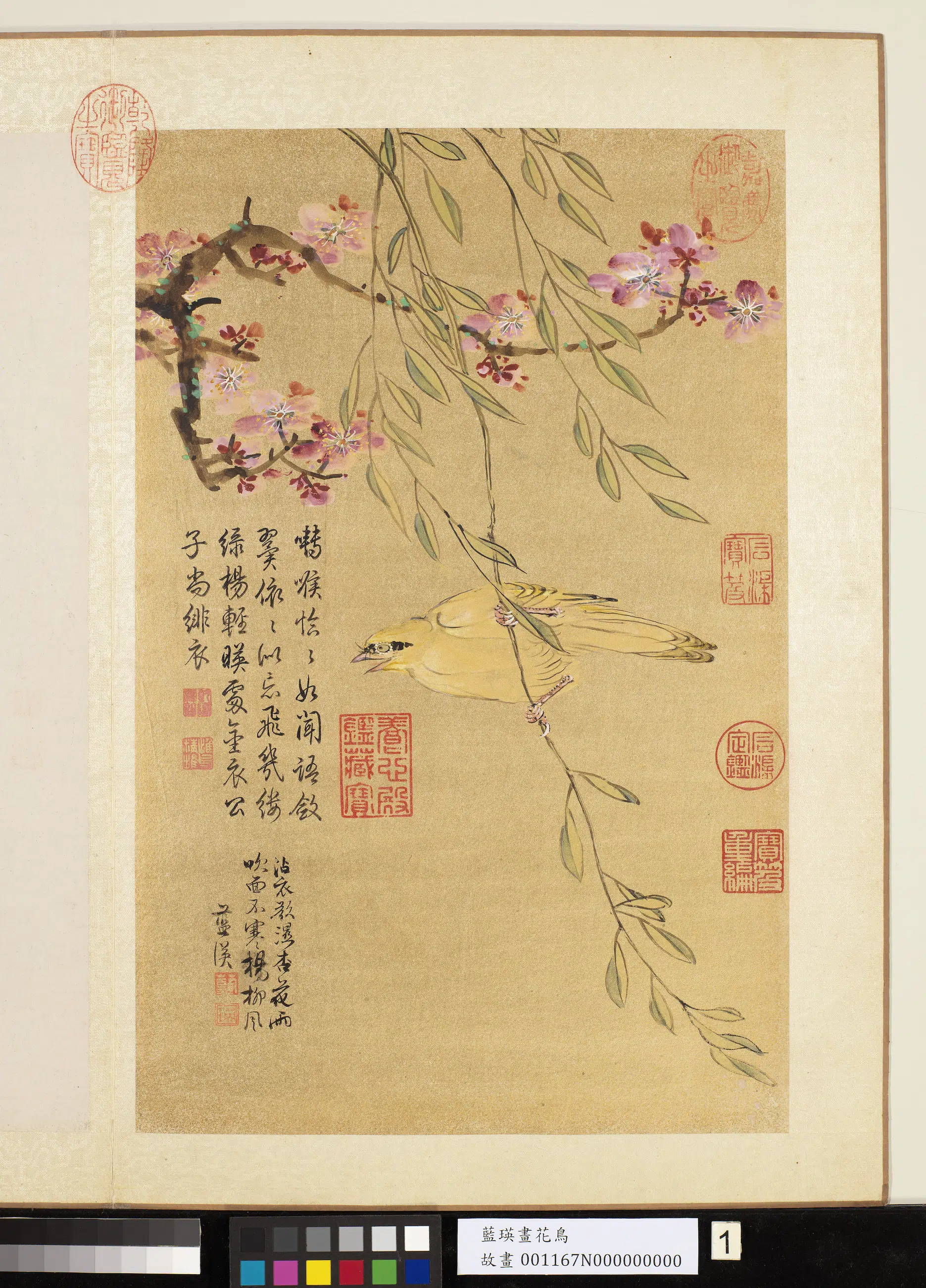 明朝【蓝瑛】《画花鸟册-柳杏春莺》