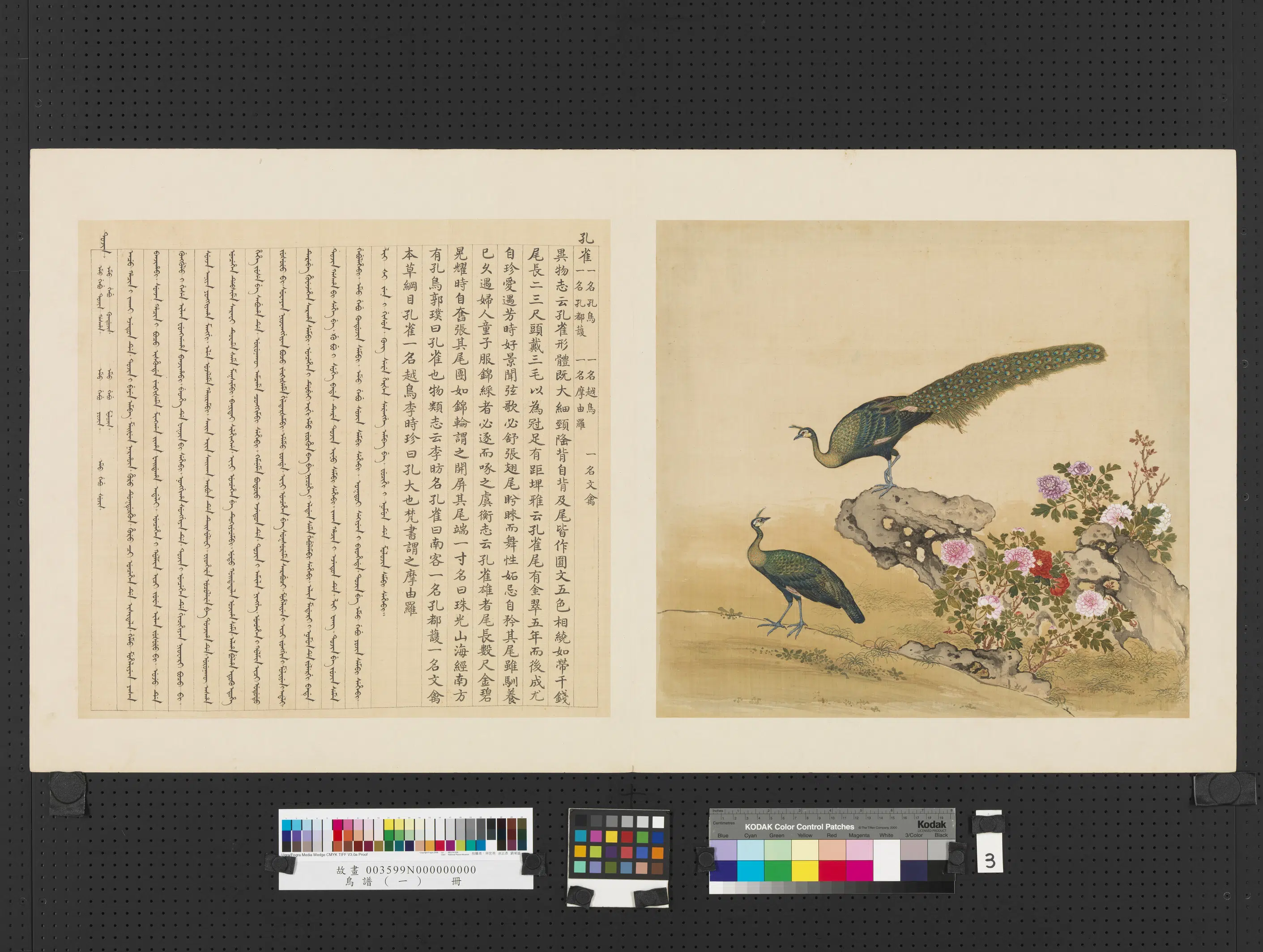 《鸟谱(一)册》 第4张 《鸟谱(一)册》 第4张