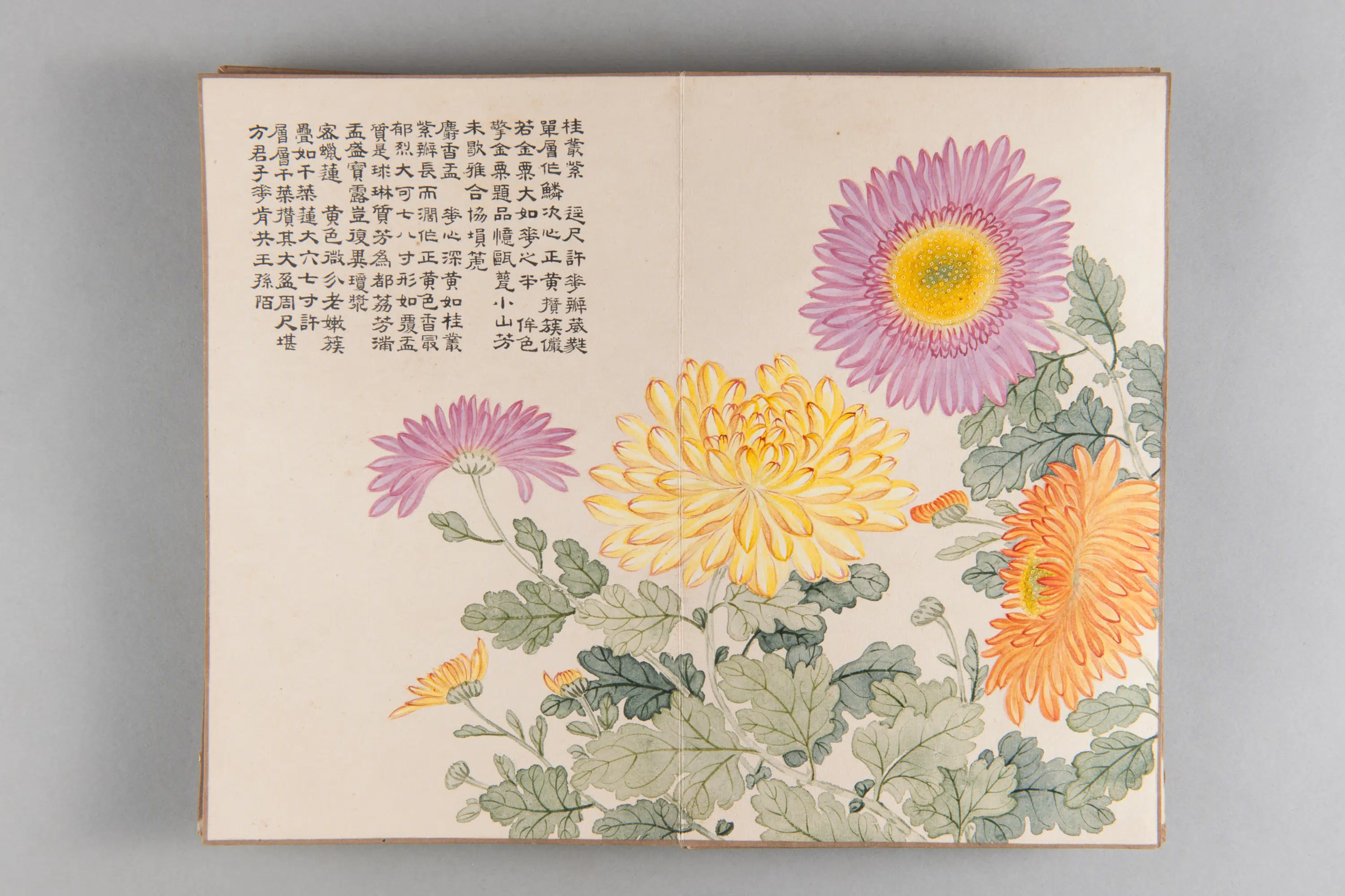 清代【爱新觉罗弘旿】《洋菊图册(15开)》 第11张 清代【爱新觉罗弘旿】《洋菊图册(15开)》 第11张