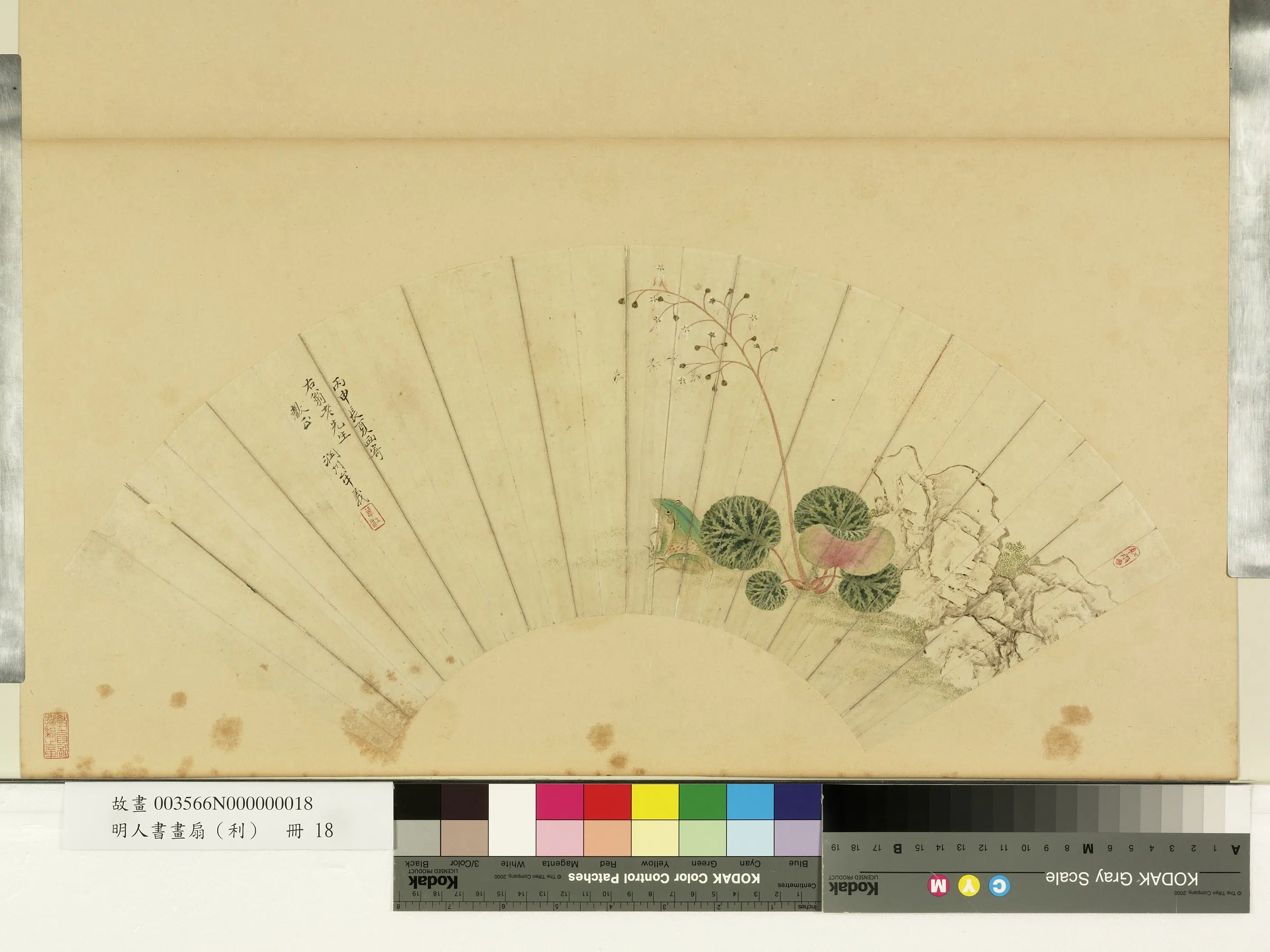 明朝【牟义】《明人画扇（利）册-虎耳草青蛙》
