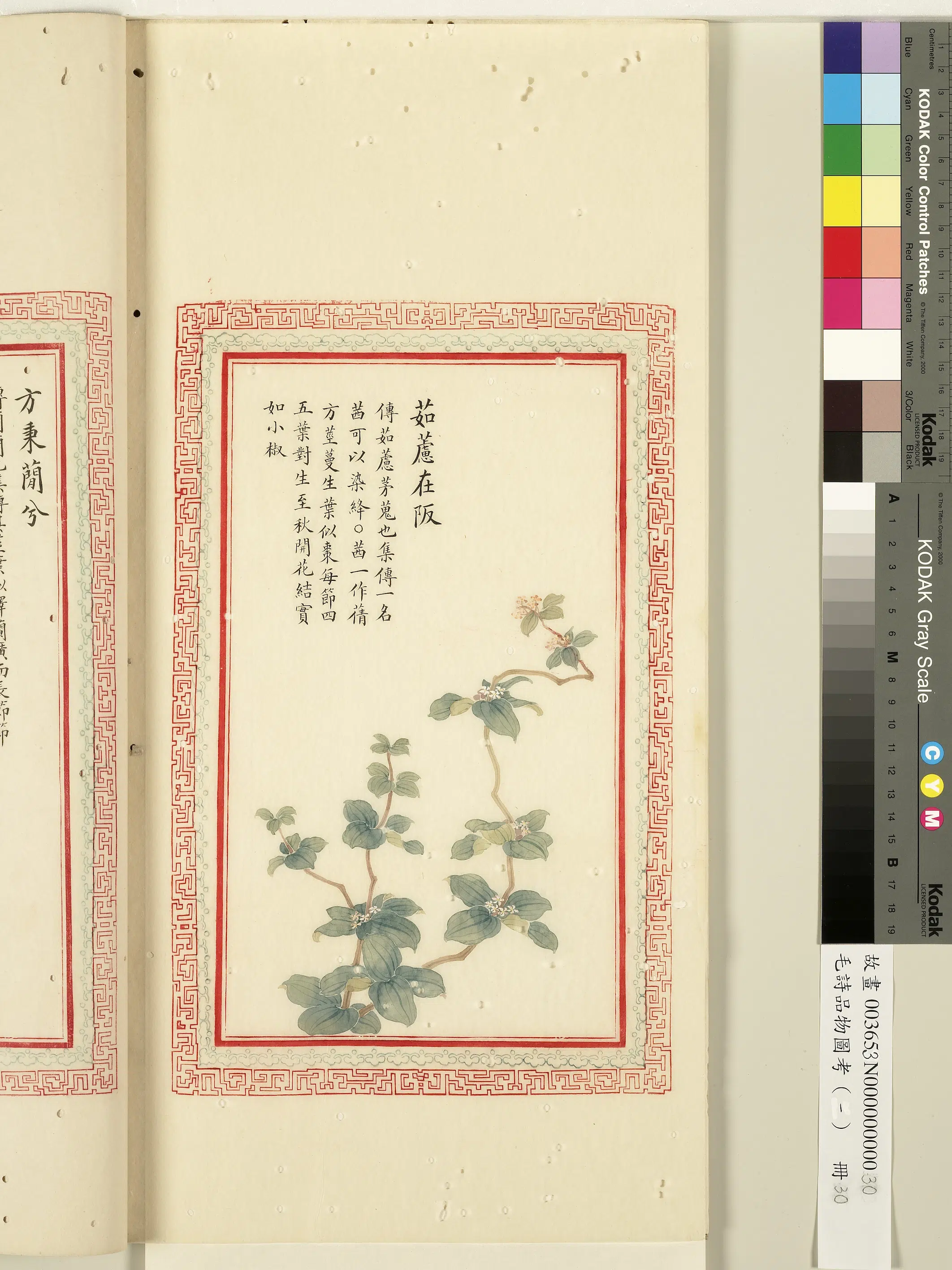 清代《毛诗品物图考(一)册-1》 第40张 清代《毛诗品物图考(一)册-1》 第40张