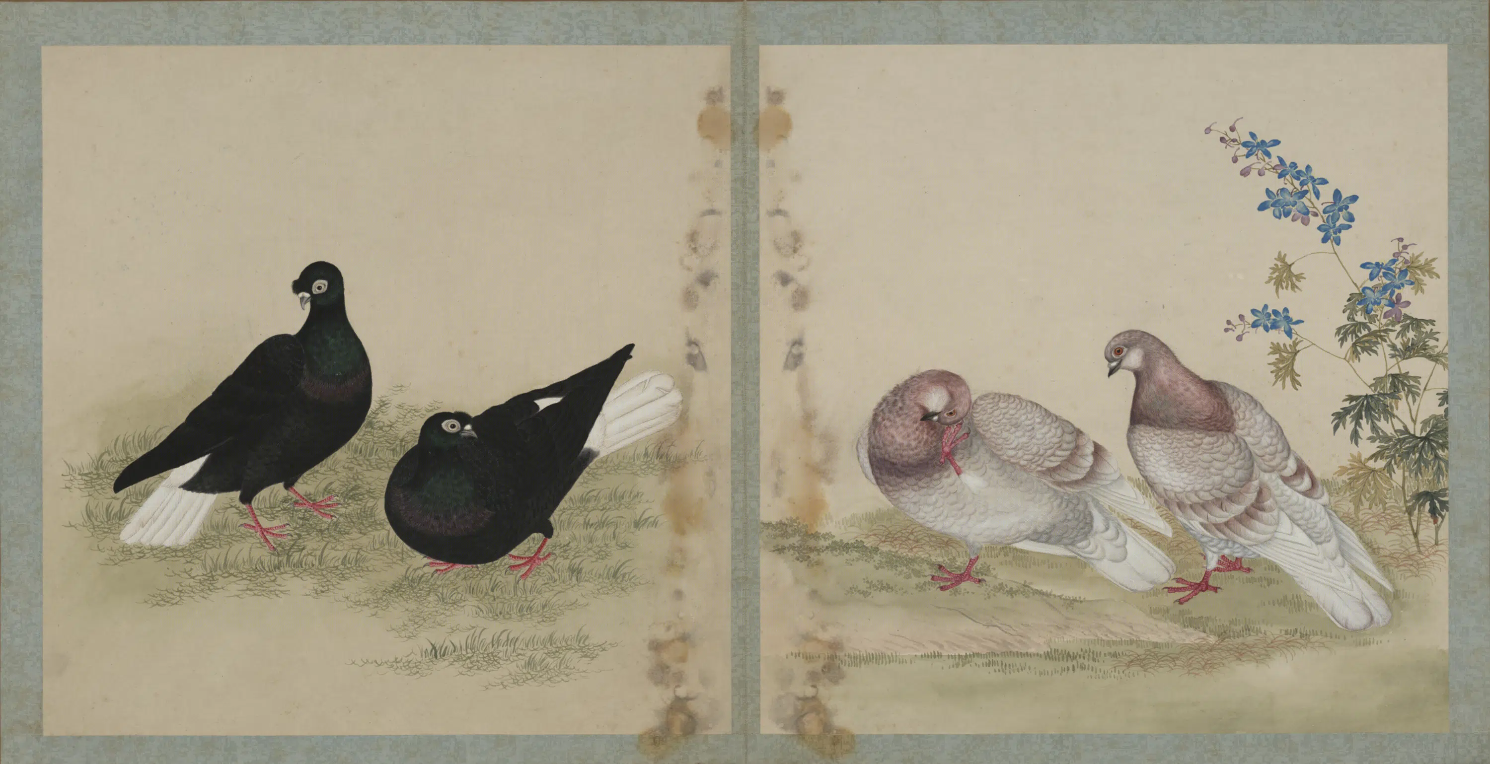 清代【清人】《画鸽谱图册》 第1张