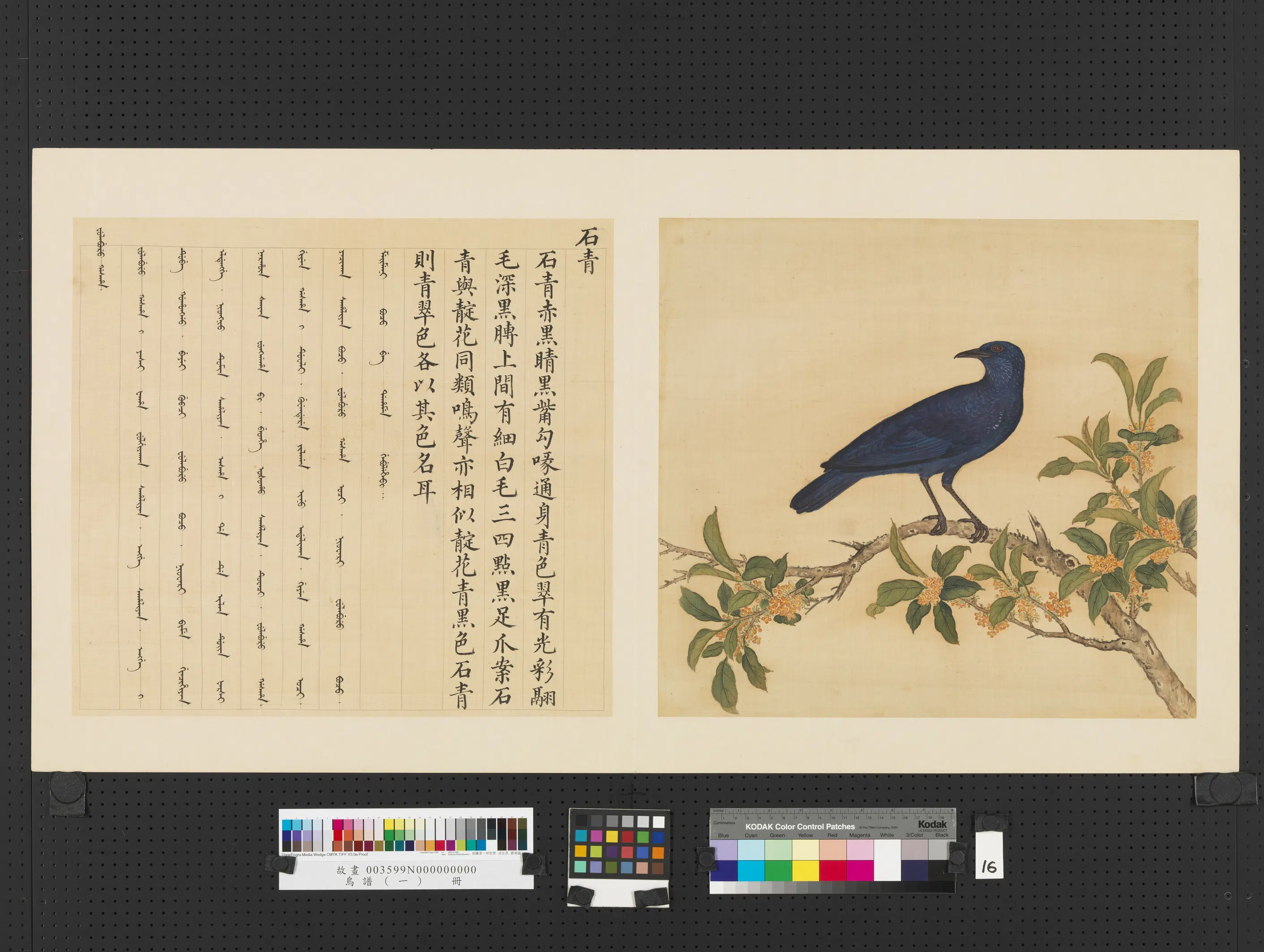 《鸟谱(一)册》 第21张 《鸟谱(一)册》 第21张