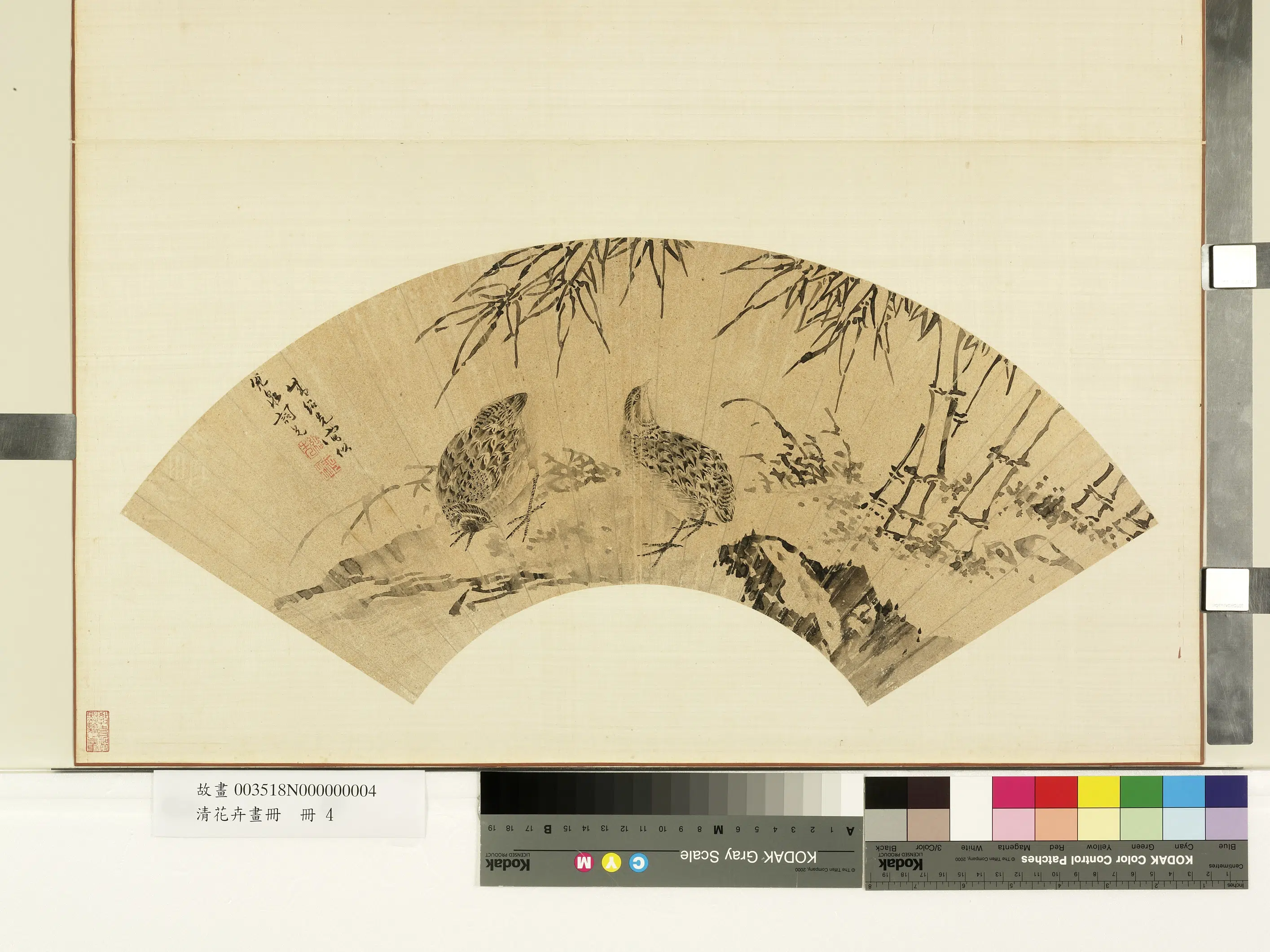 《花卉画册-4》 第8张