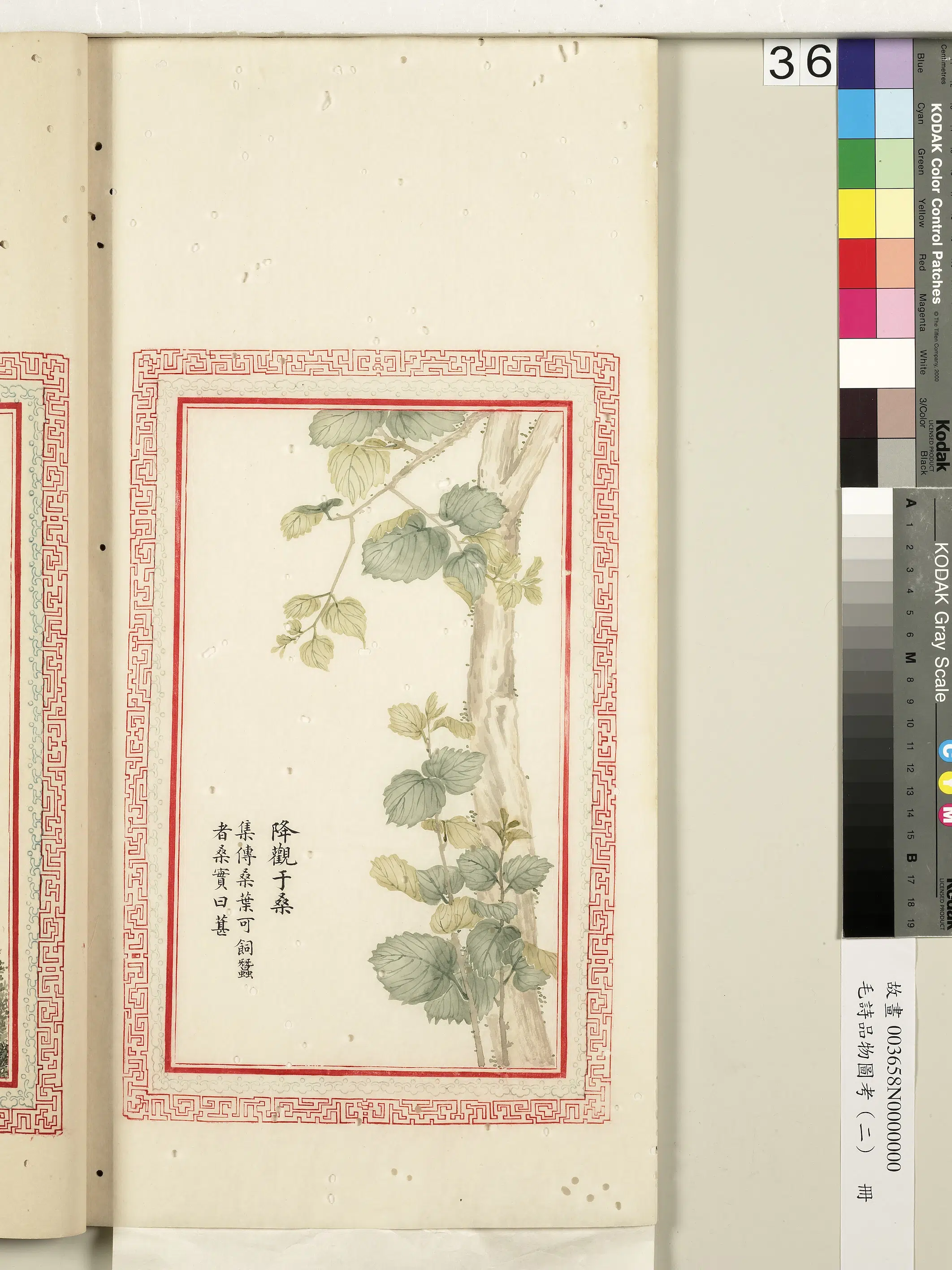 清朝【佚名】《毛诗品物图考（二）册-降观于桑-2》
