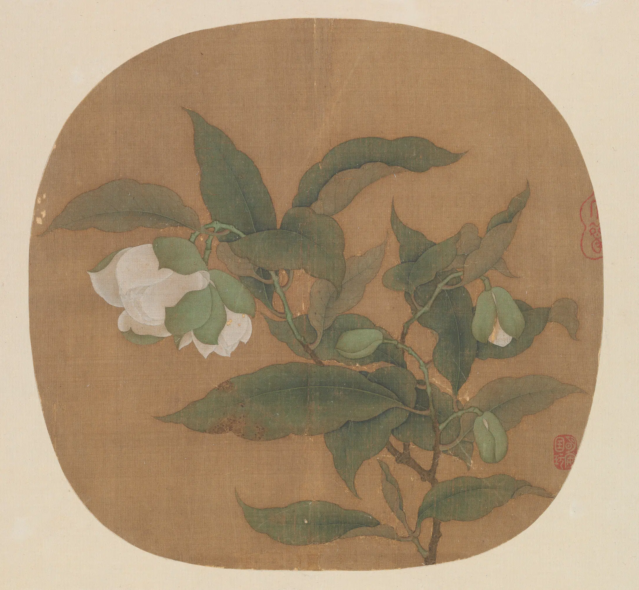 宋代【佚名】《宋人白茶花图页》
