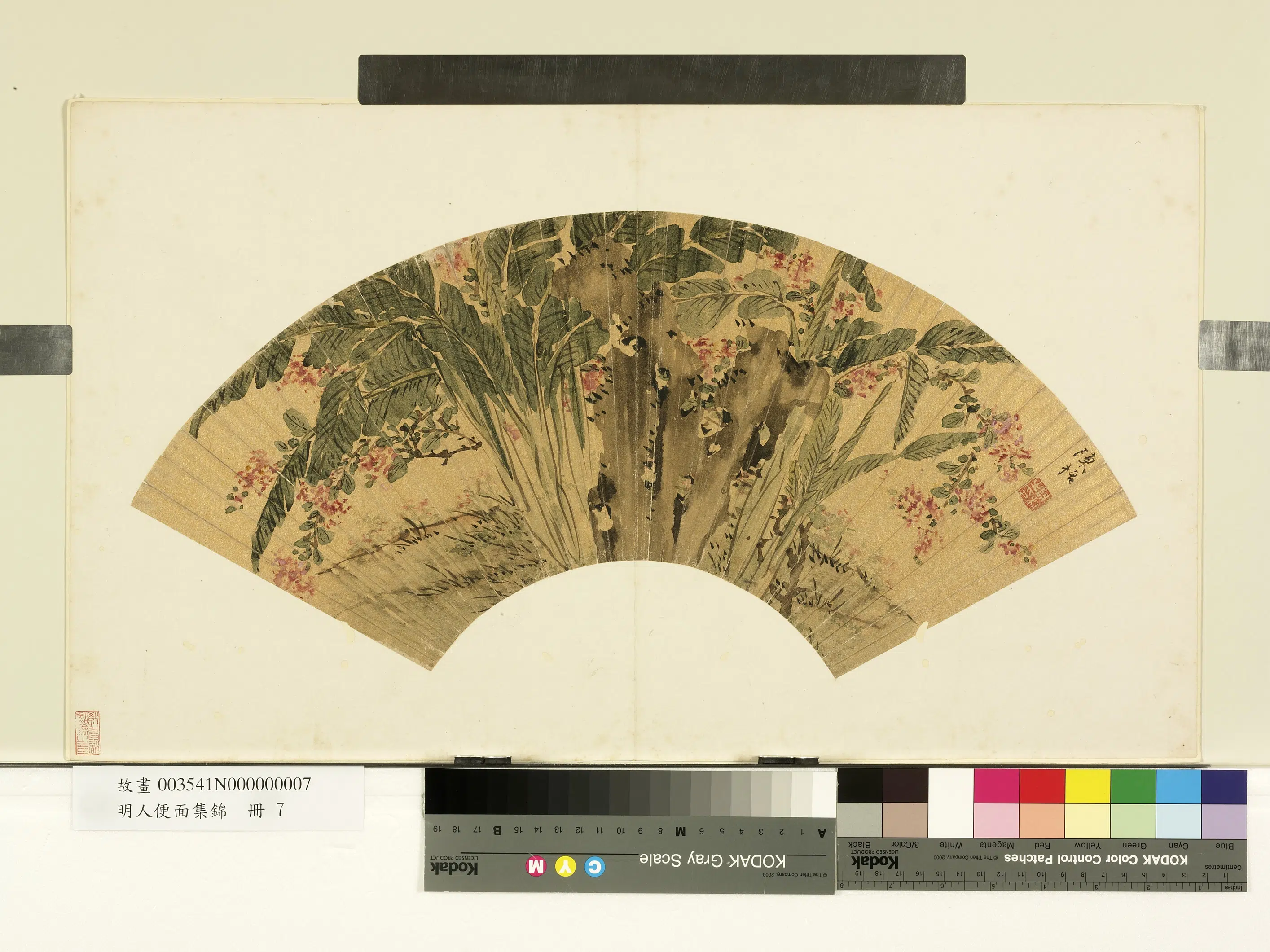 明朝【陈栝】《明人便面集锦册-芭蕉紫薇》
