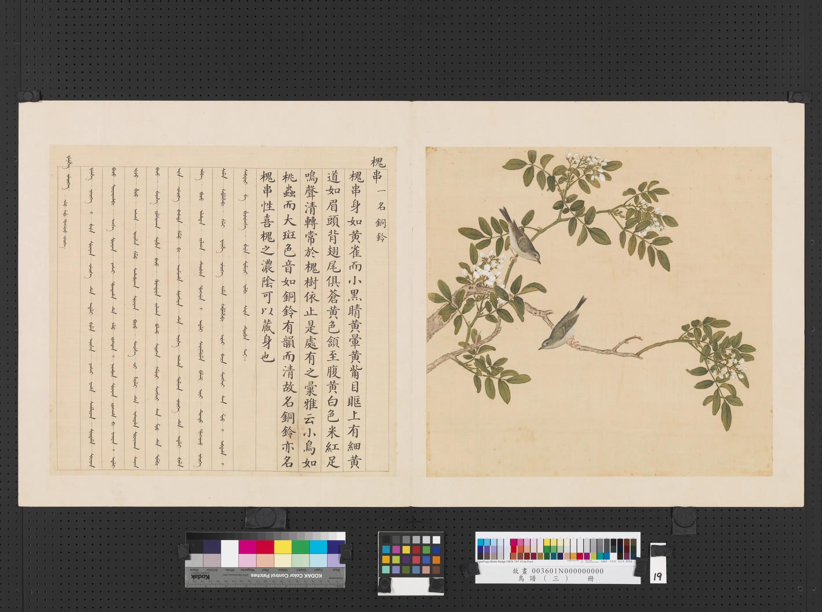 《鸟谱（三）册》 第13张