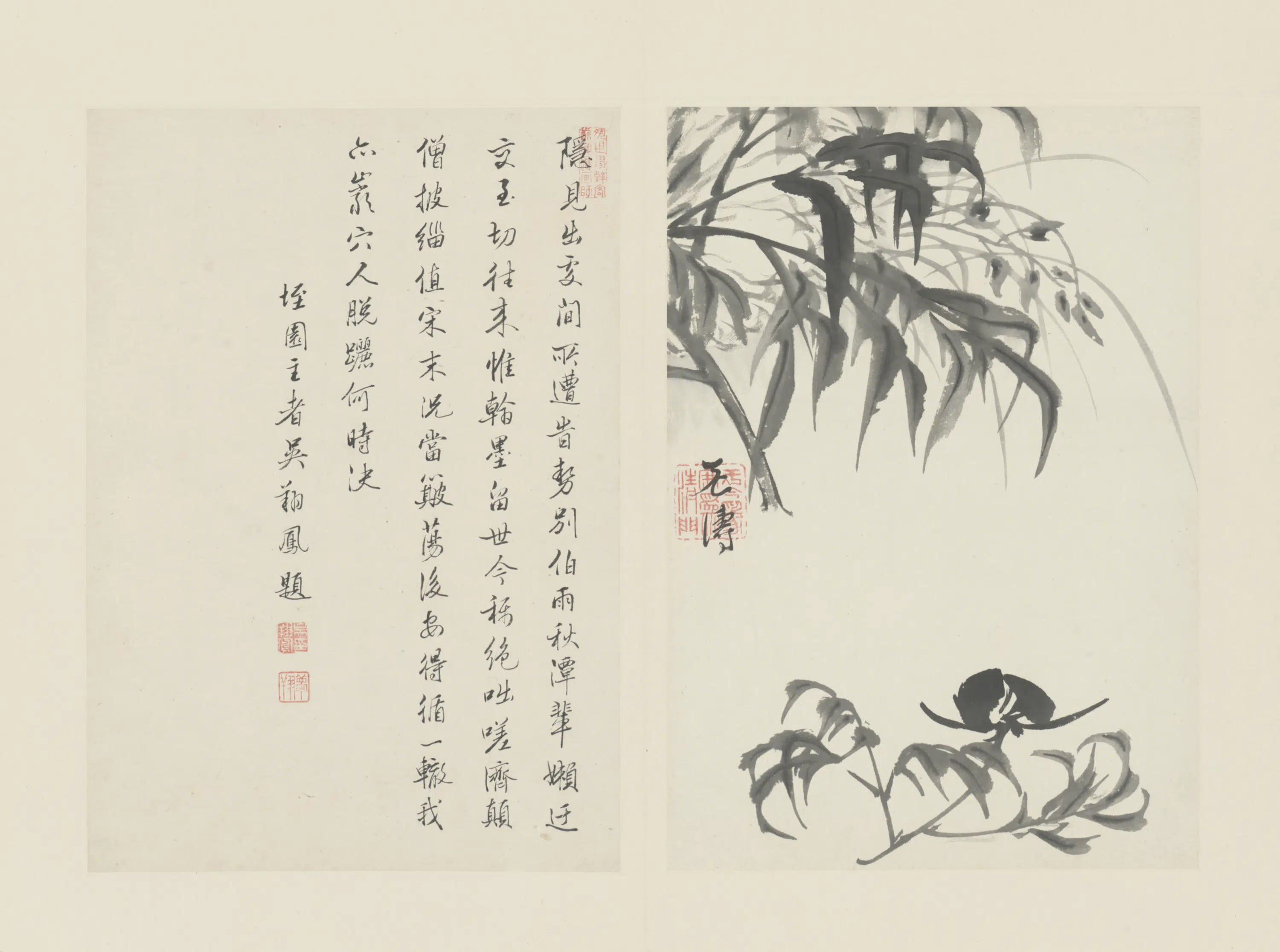 清代【原济】《兰竹册－芍药兰花》
