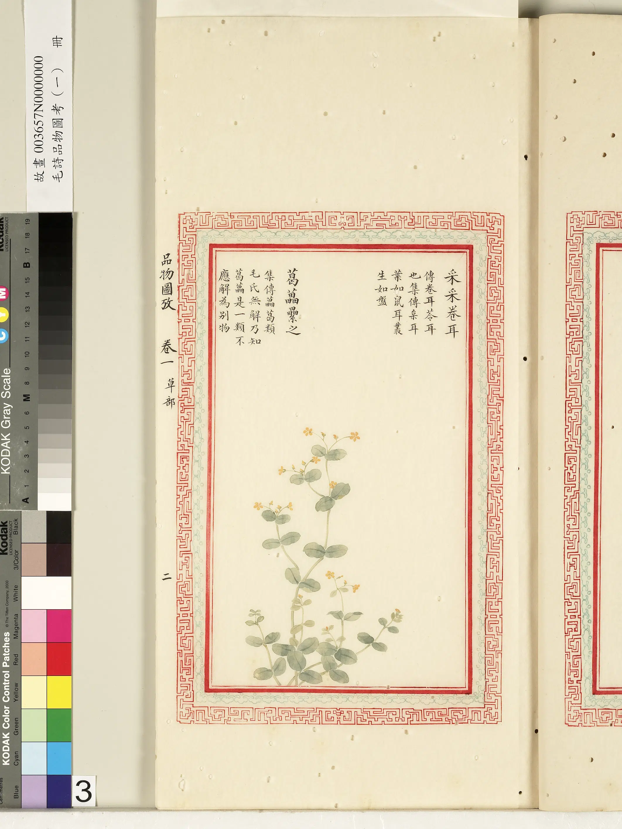 清朝【佚名】《毛诗品物图考（一）册-采采卷耳葛藟累之-2》