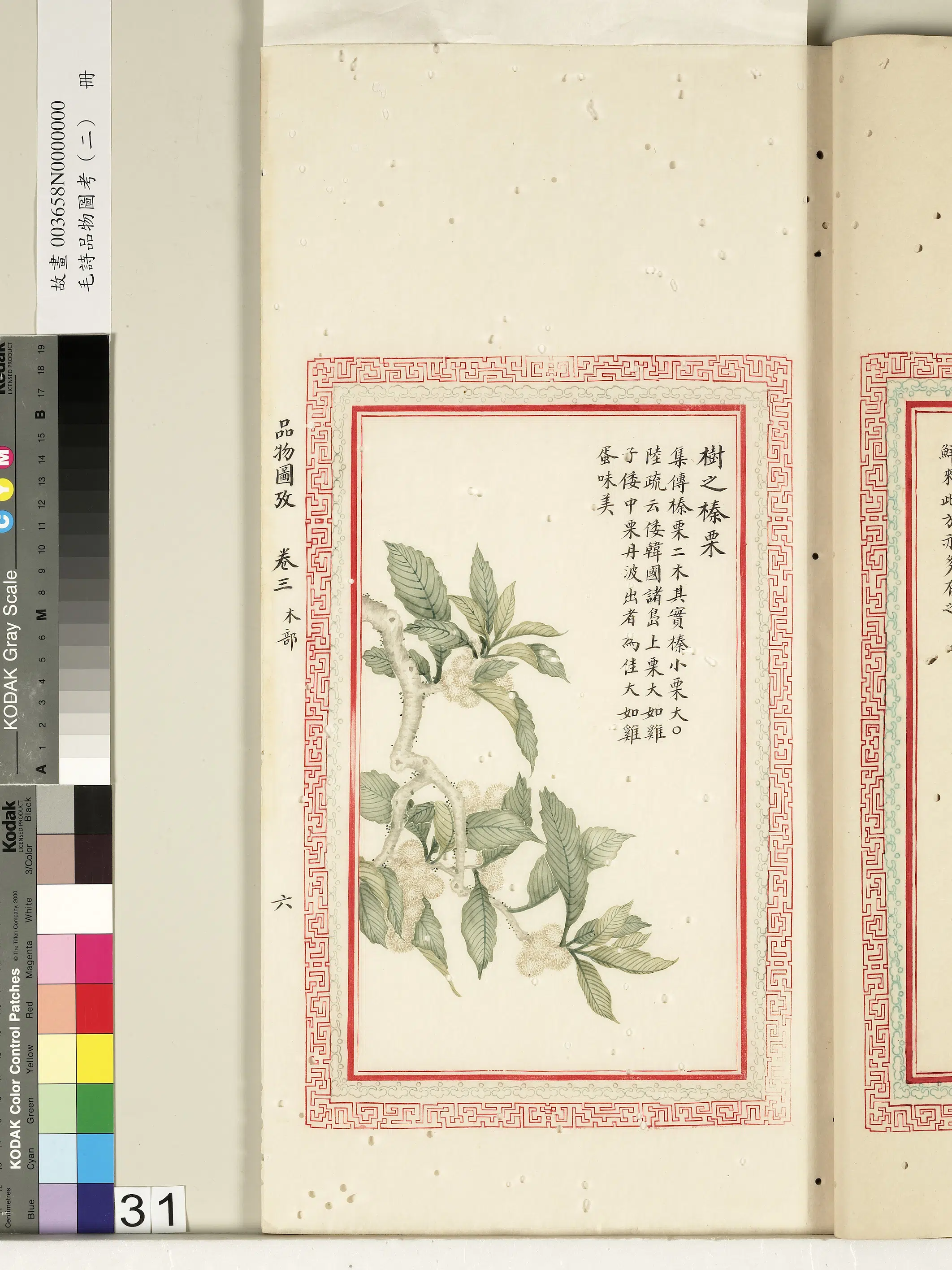 清朝【佚名】《毛诗品物图考（二）册-树之榛栗-2》
