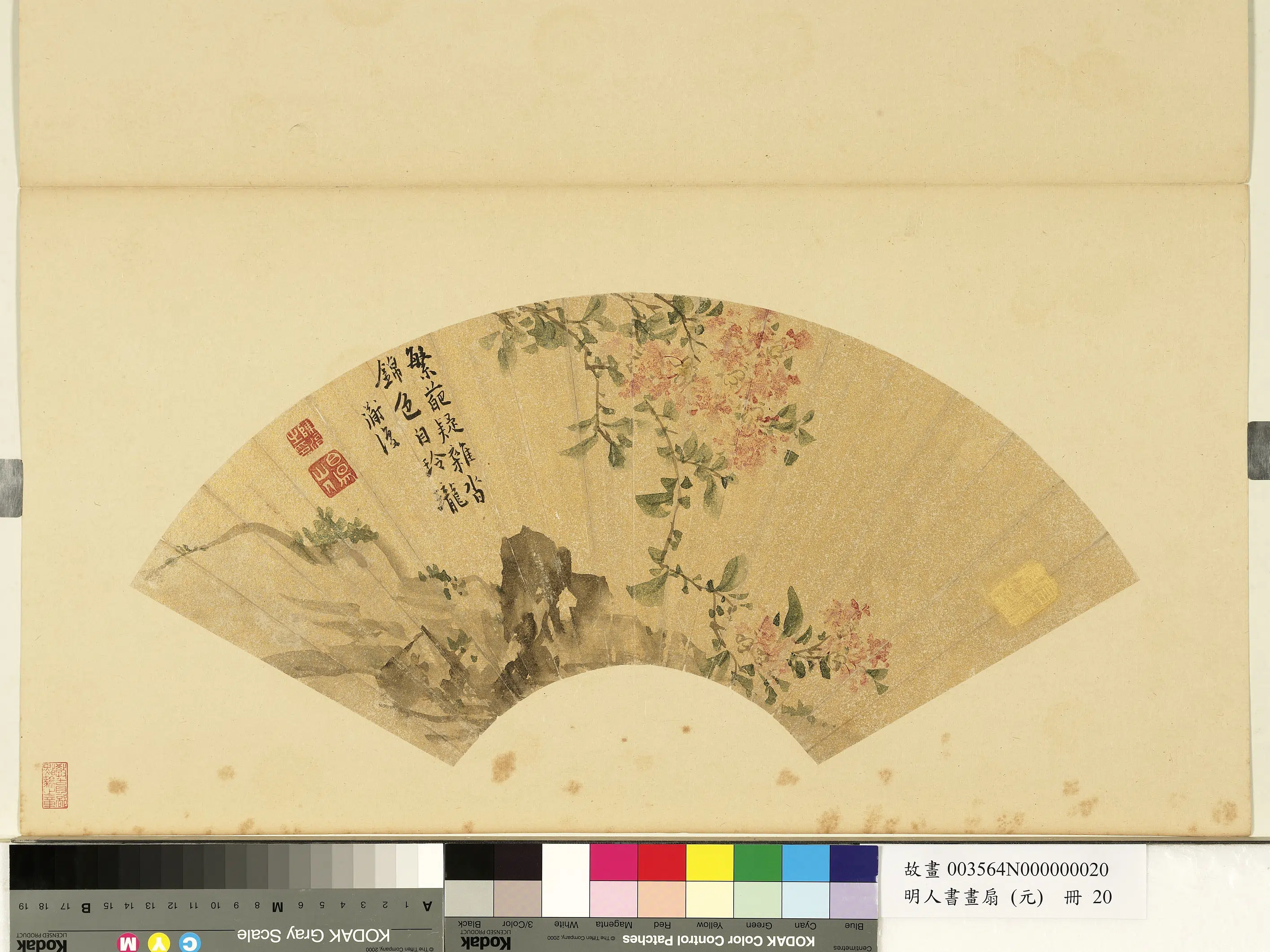明朝【陈淳（道复）】《明人画扇（元）册-紫薇》