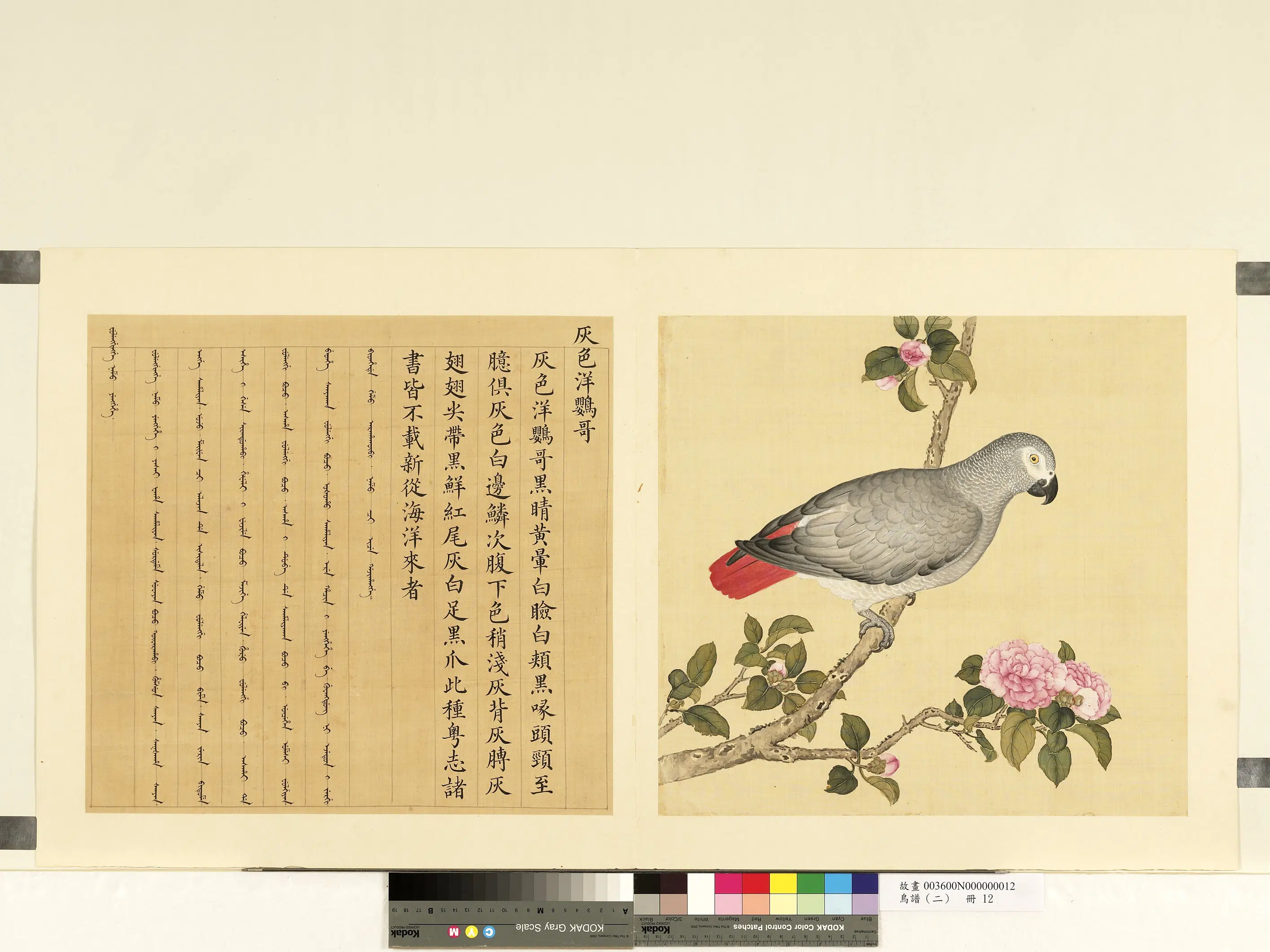 《鸟谱（二）册》 第10张