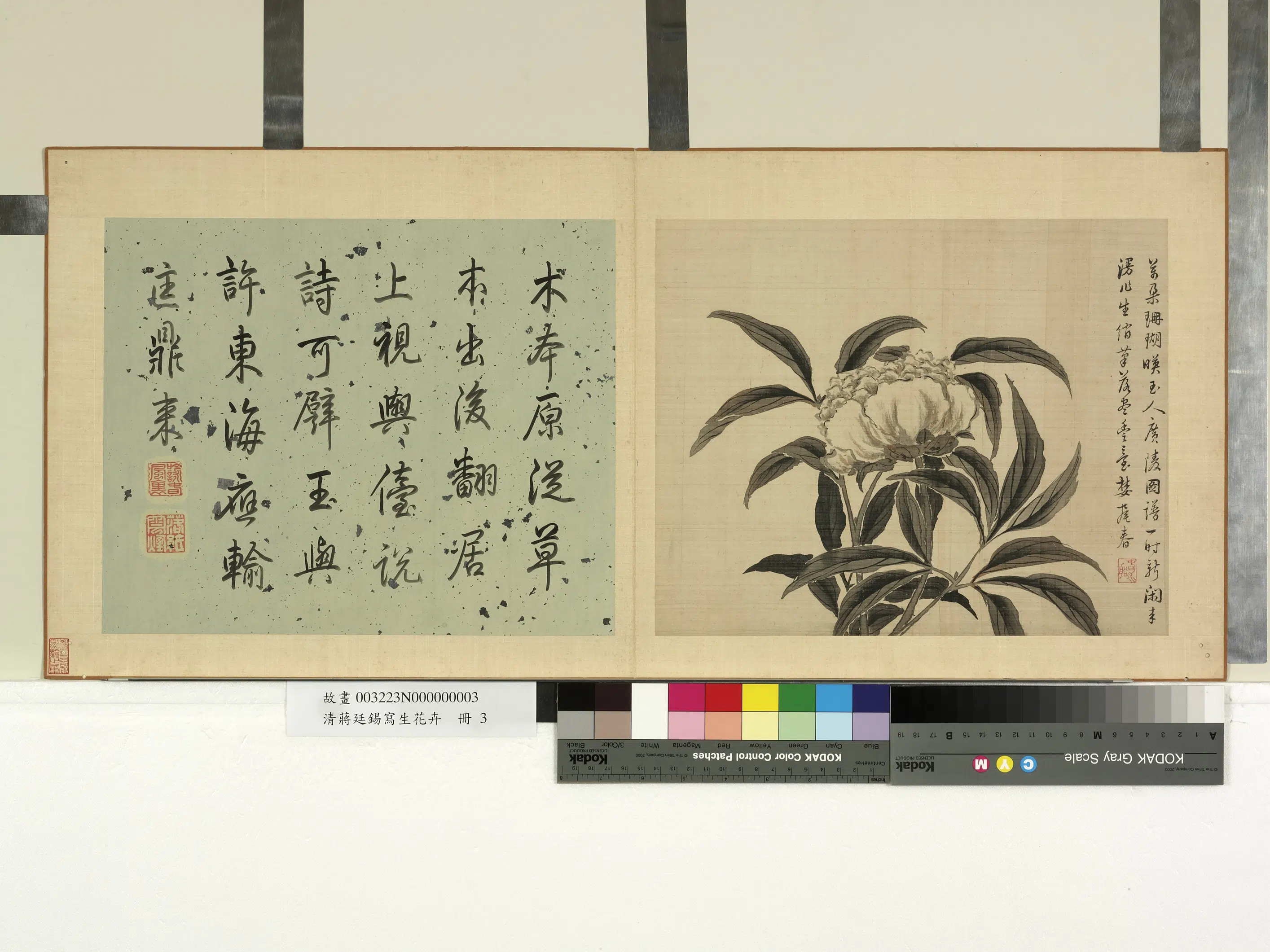清代【蒋廷锡】《写生花卉册》 第7张