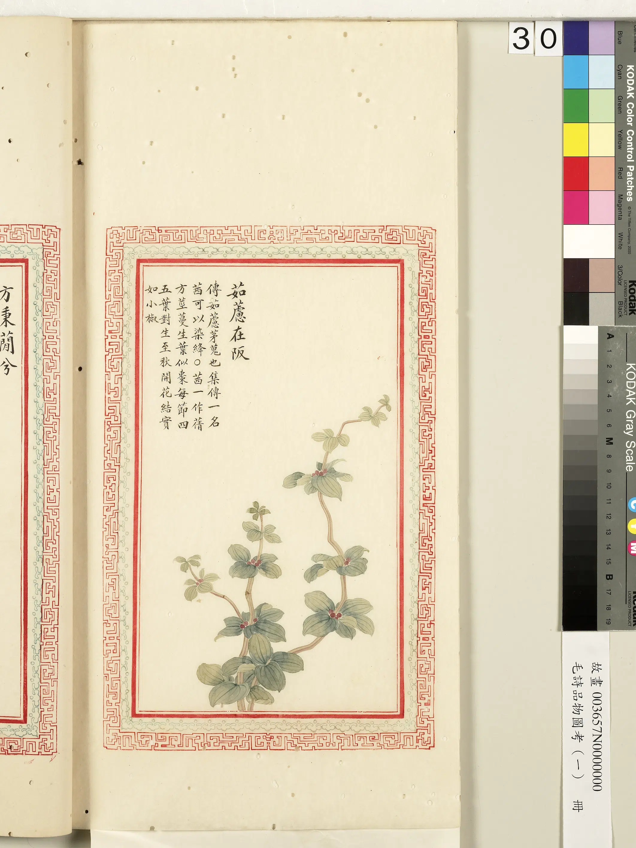 清朝《毛诗品物图考(一)册-2》 第40张 清朝《毛诗品物图考(一)册-2》 第40张