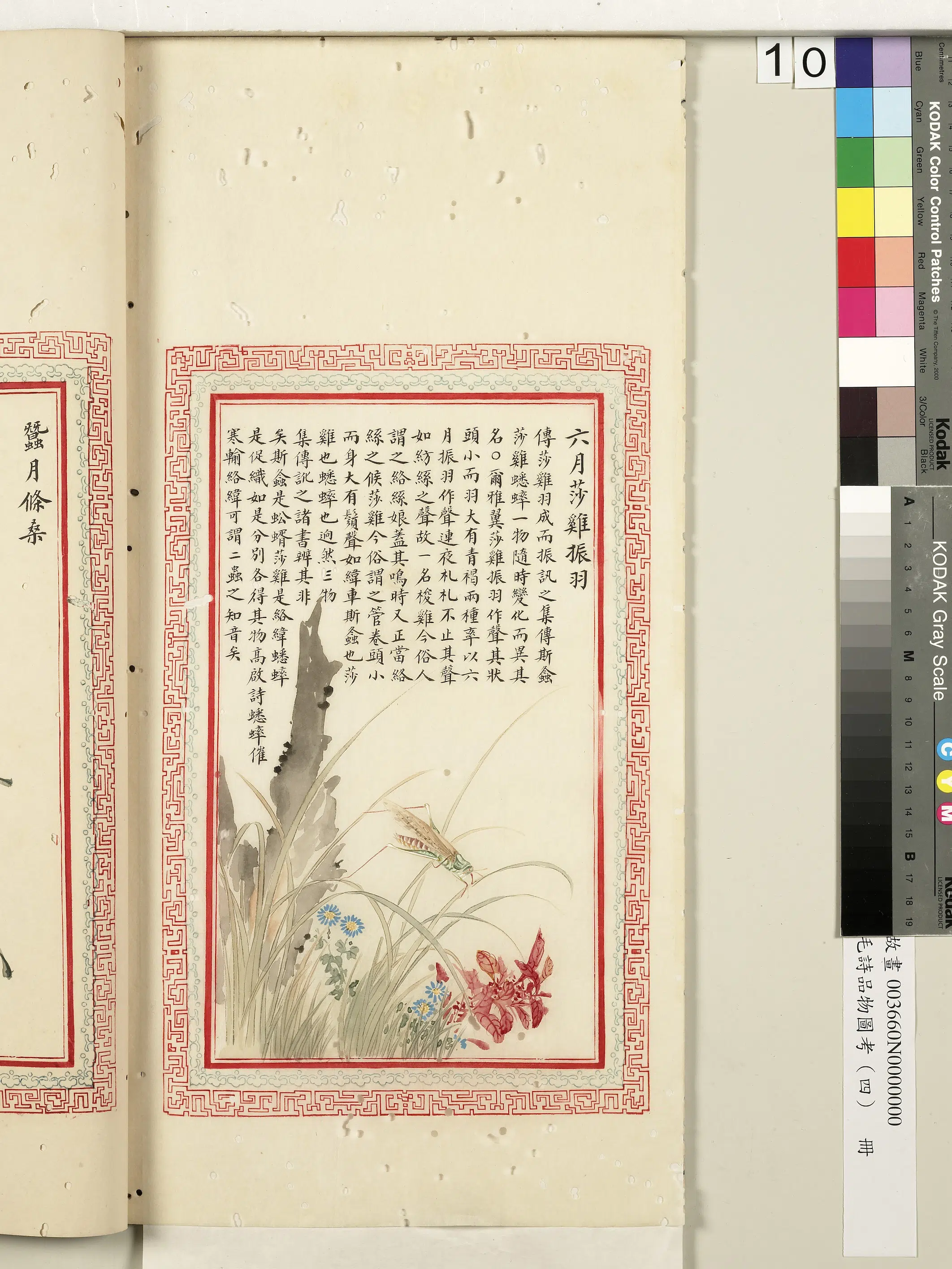 清朝【佚名】《毛诗品物图考（四）册-六月莎鸡振羽-2》