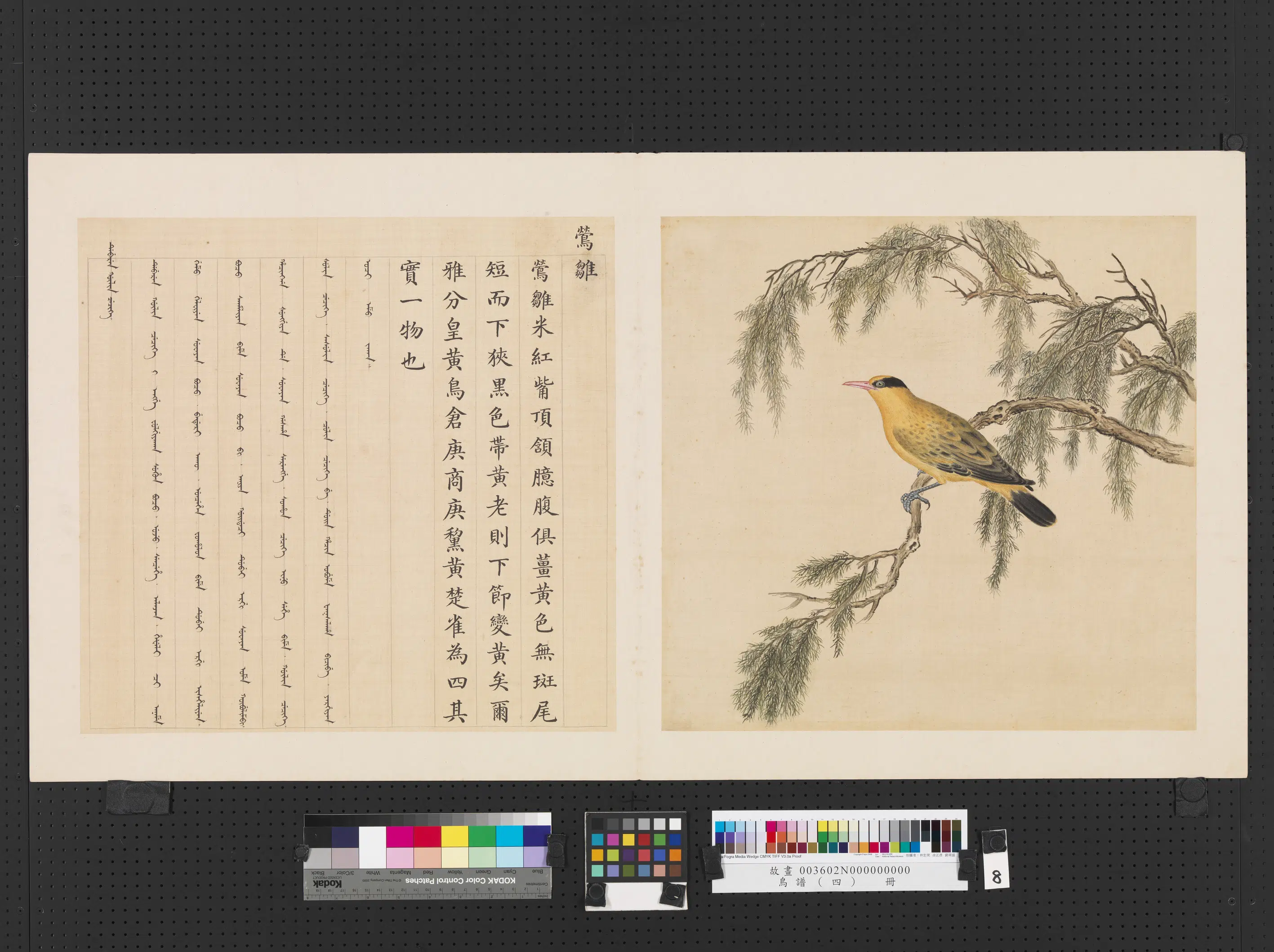《鸟谱（四）册》 第19张