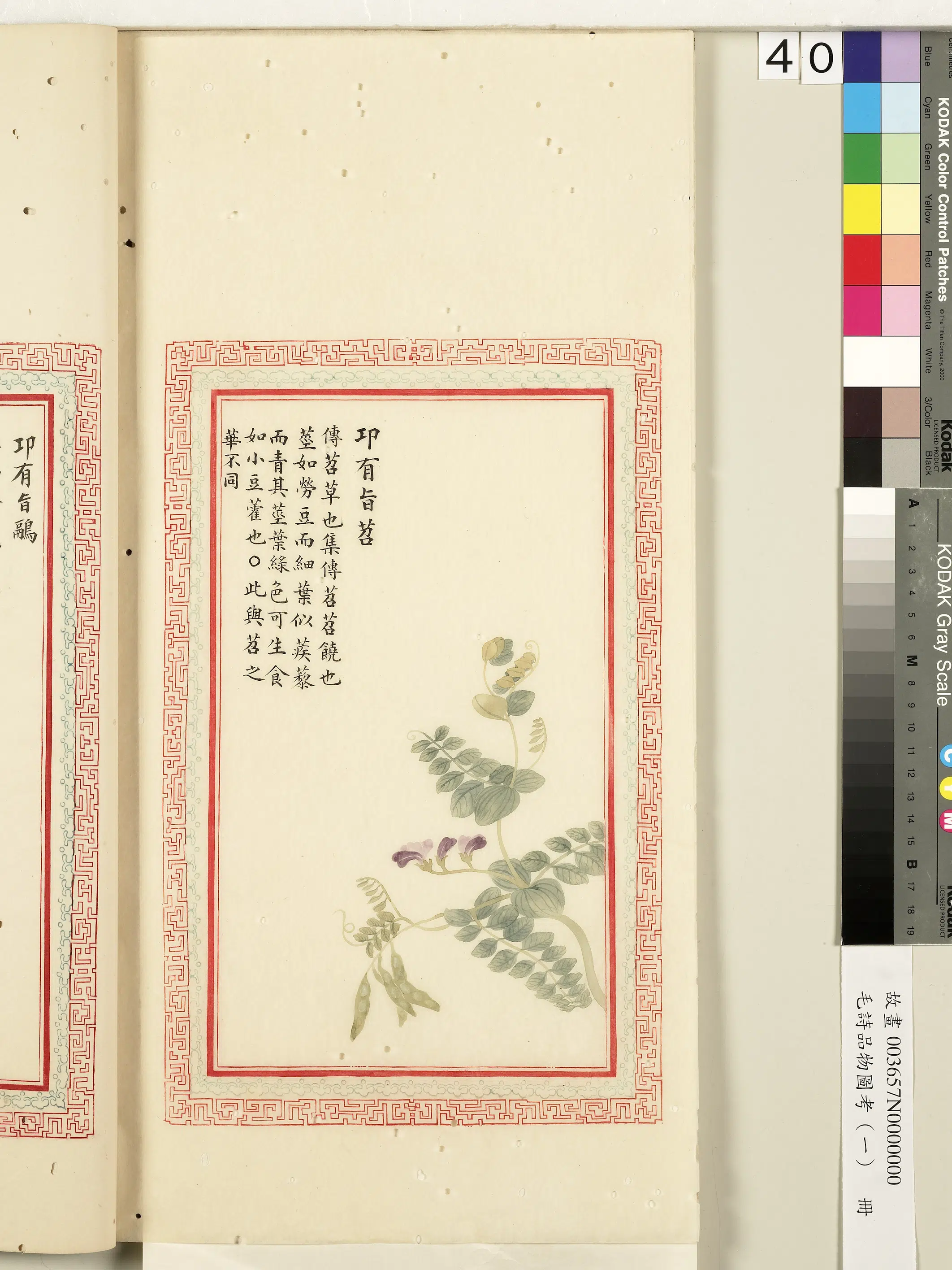 清朝《毛诗品物图考(一)册-2》 第13张 清朝《毛诗品物图考(一)册-2》 第13张