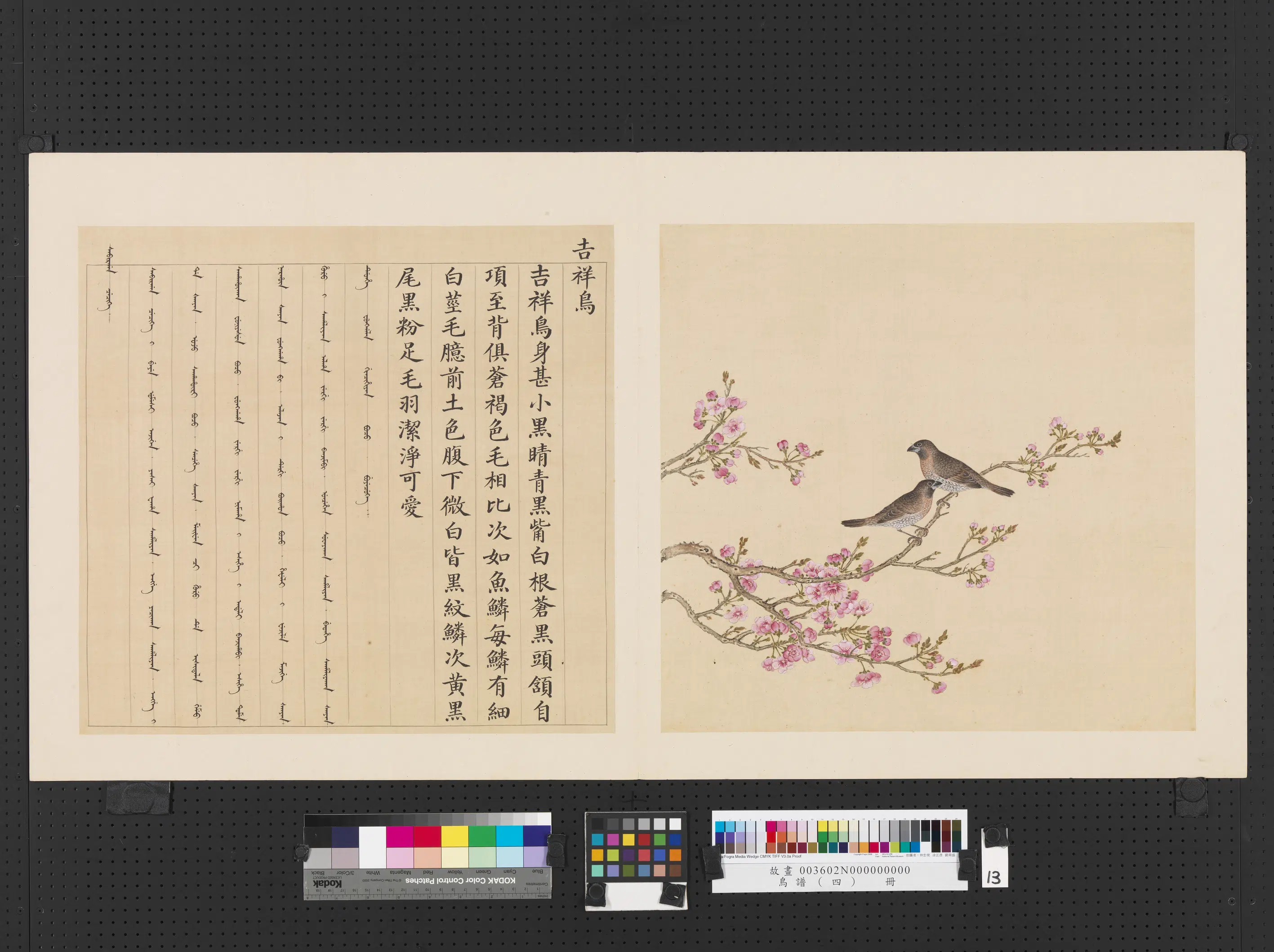 清代【佚名】《鸟谱（四）册-吉祥鸟》