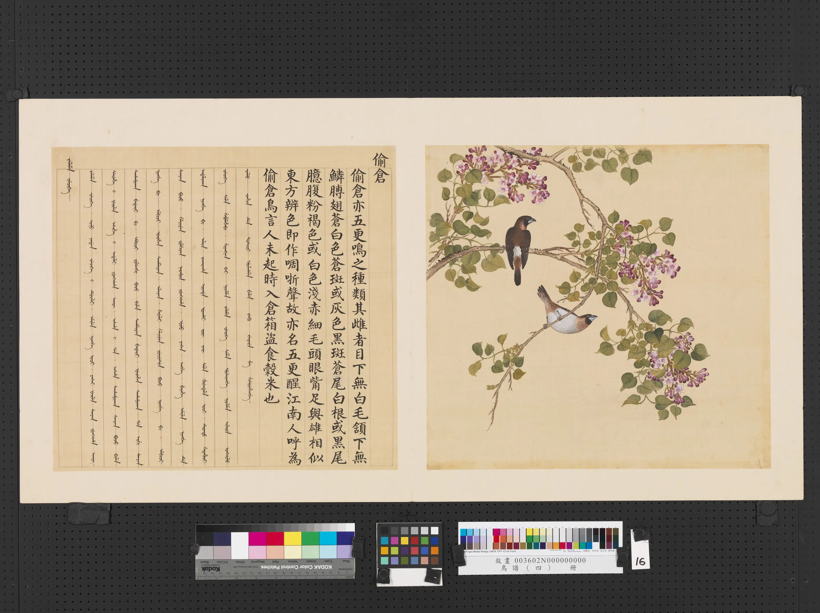 《鸟谱（四）册》 第2张