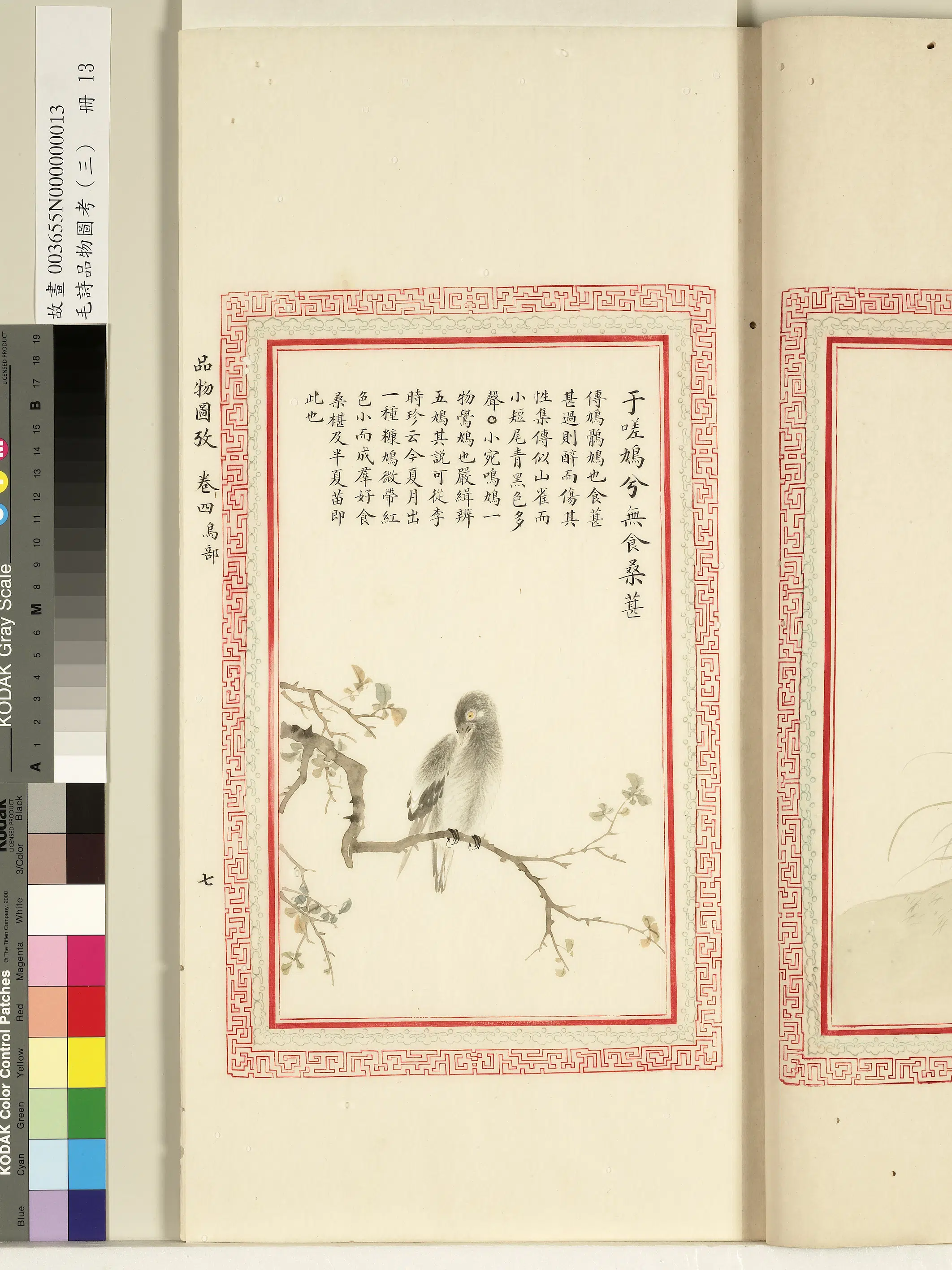 清朝【佚名】《毛诗品物图考（三）册-于嗟鸠兮无食桑葚-1》