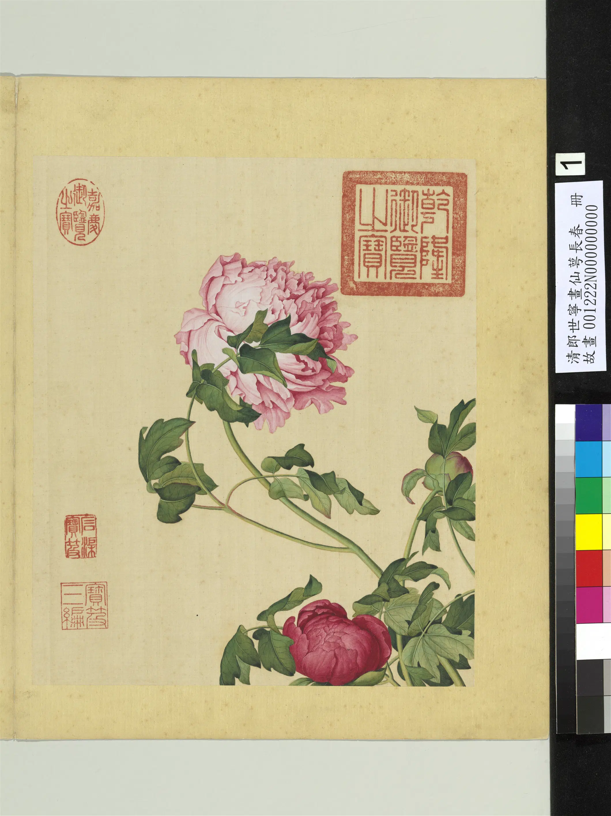清代【郎世宁】《画仙萼长春册》 第4张 清代【郎世宁】《画仙萼长春册》 第4张