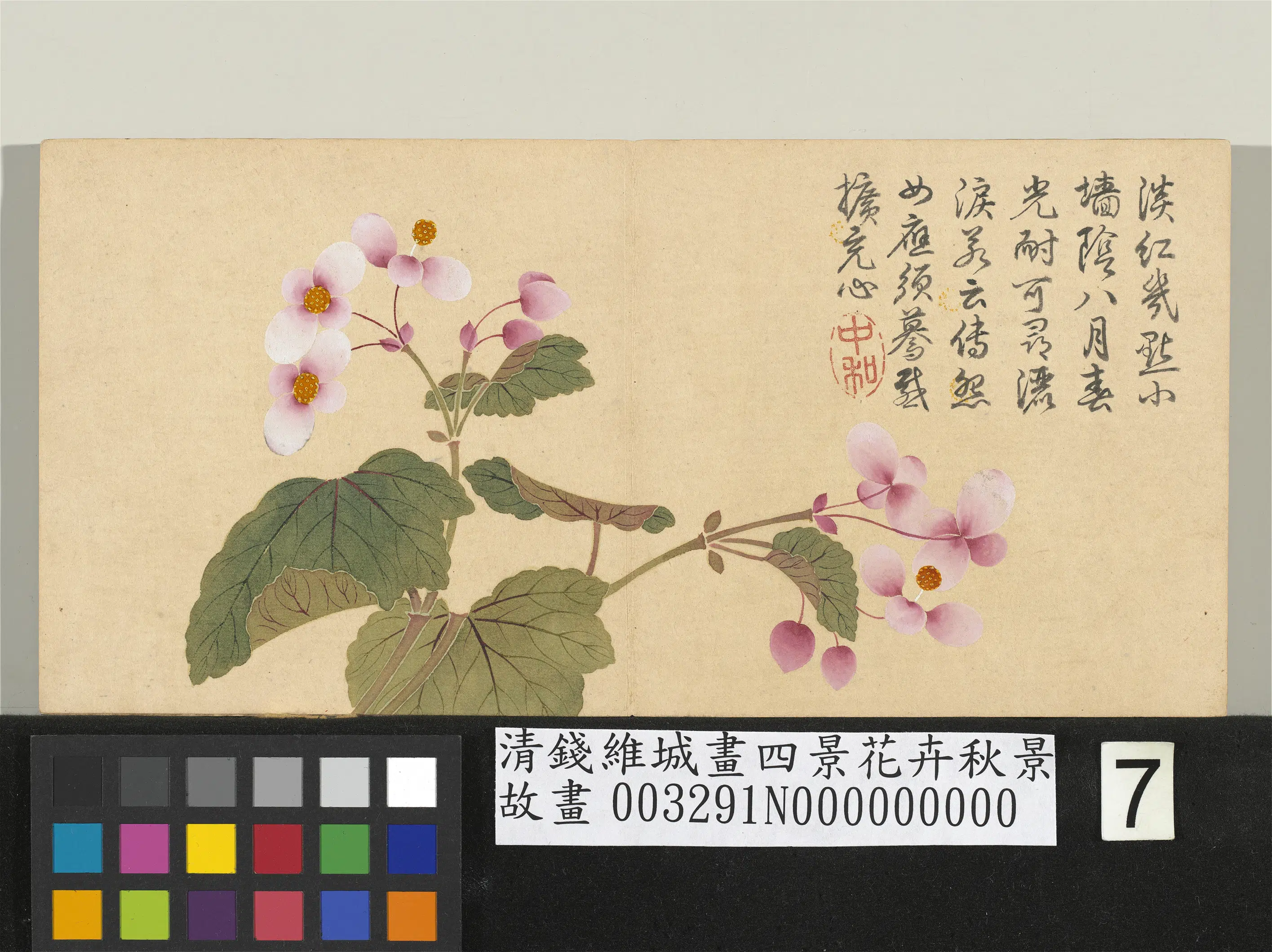 清代【钱维城】《画四景花卉秋景册-秋海棠》