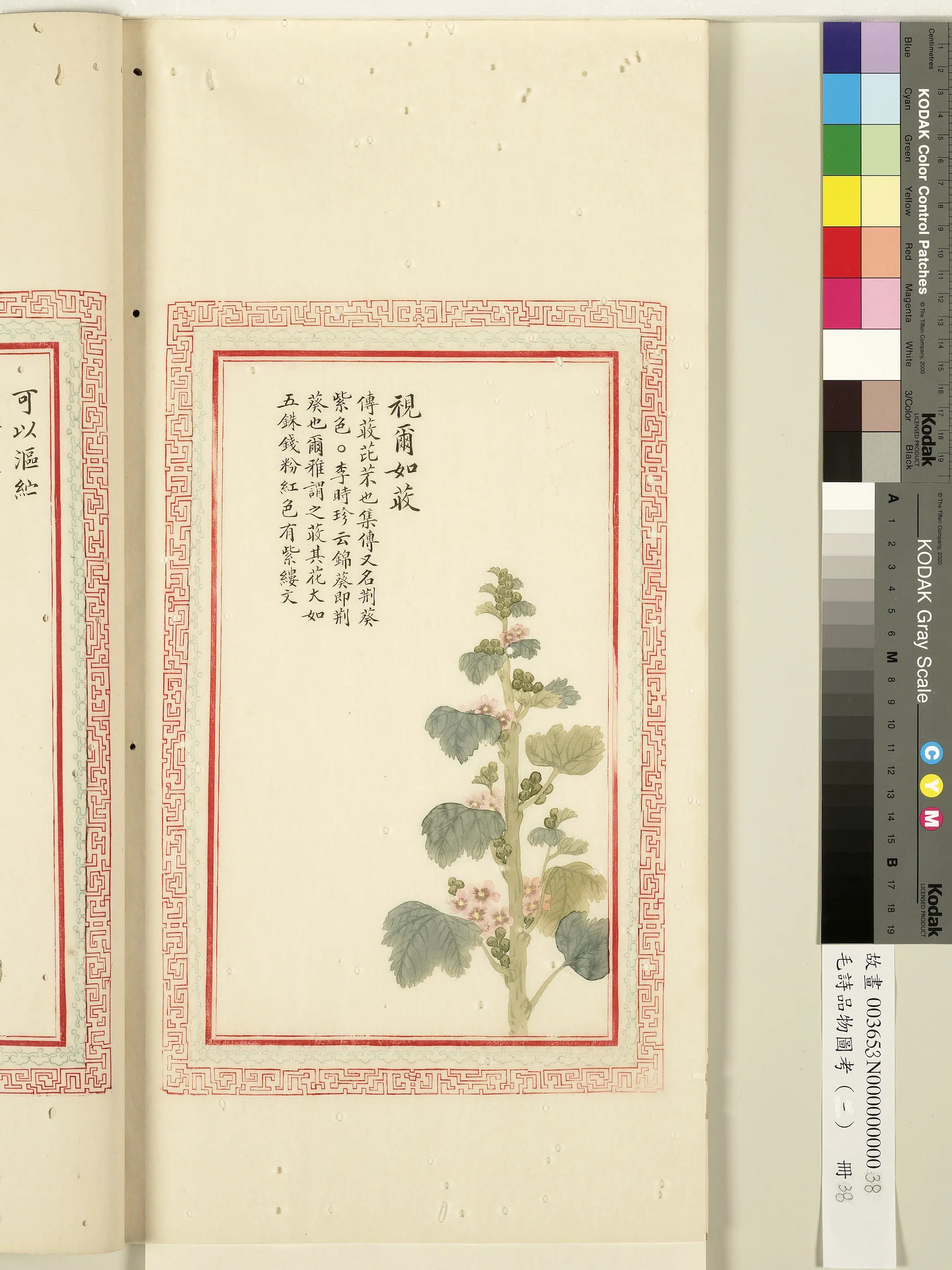 清朝【佚名】《毛诗品物图考（一）册-视尔如荍-1》