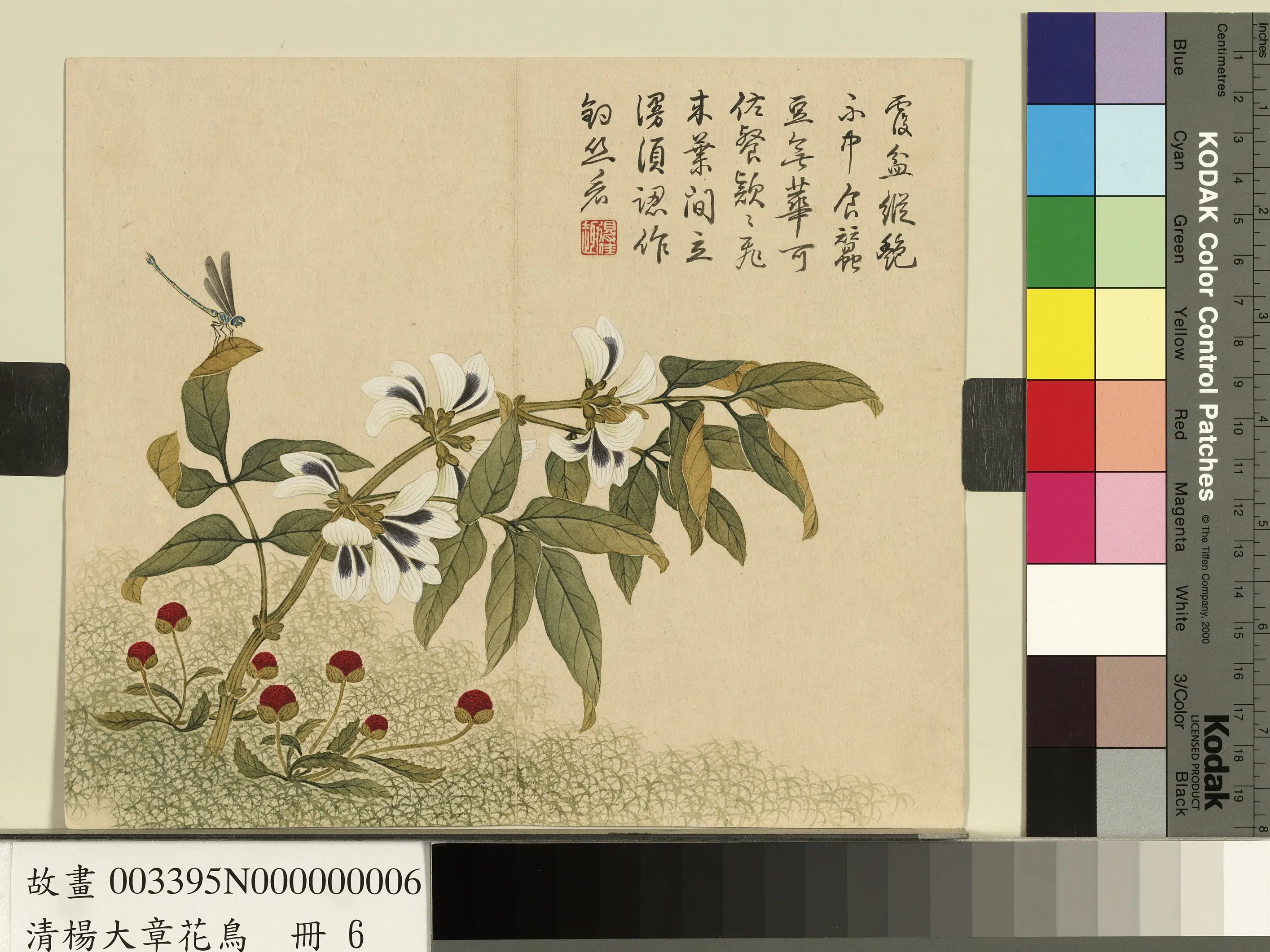 清代【杨大章】《花鸟册-豆花蜻蜓》