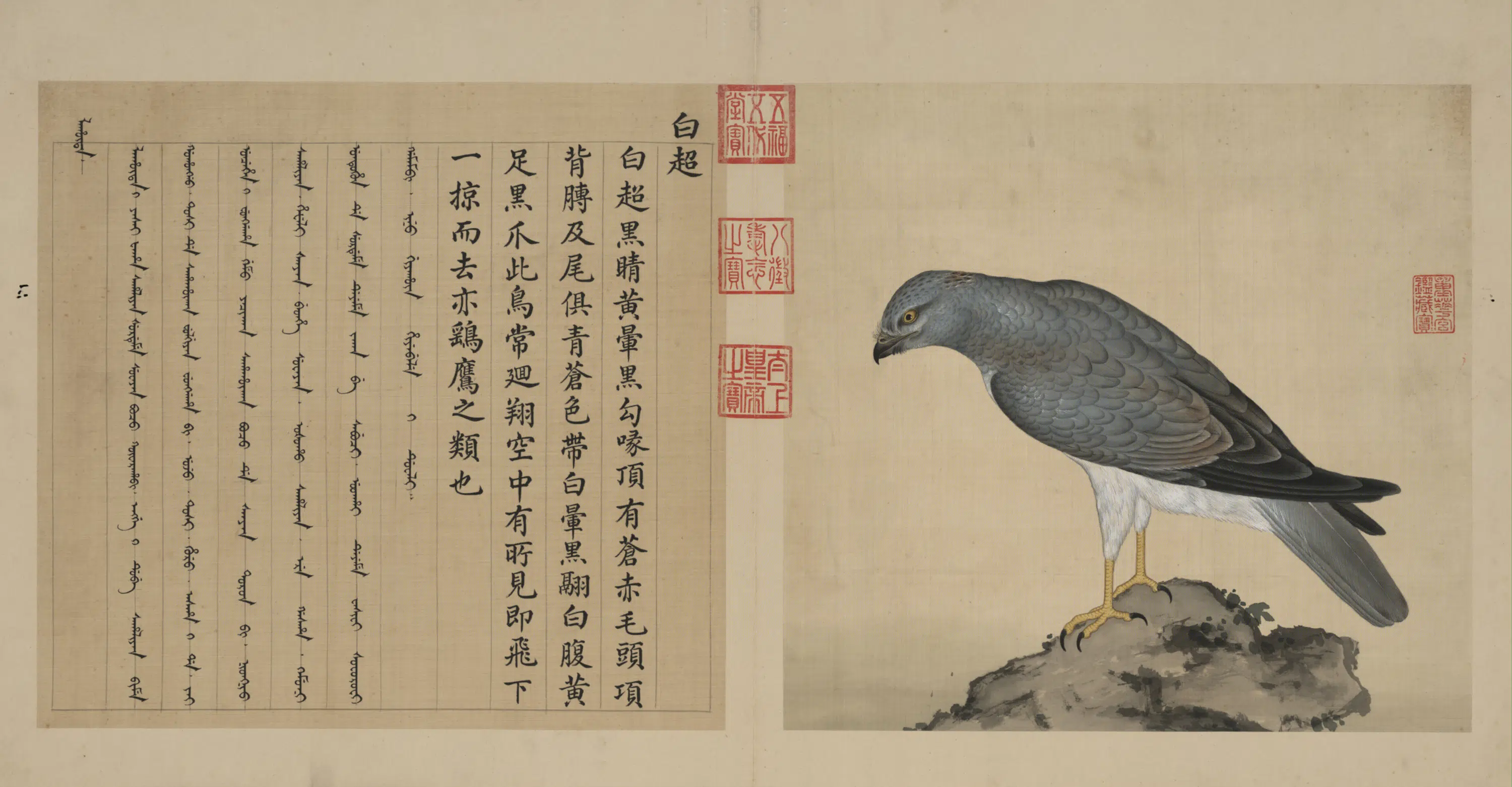 清代【张为邦】《余省合仿蒋廷锡鸟谱图册》