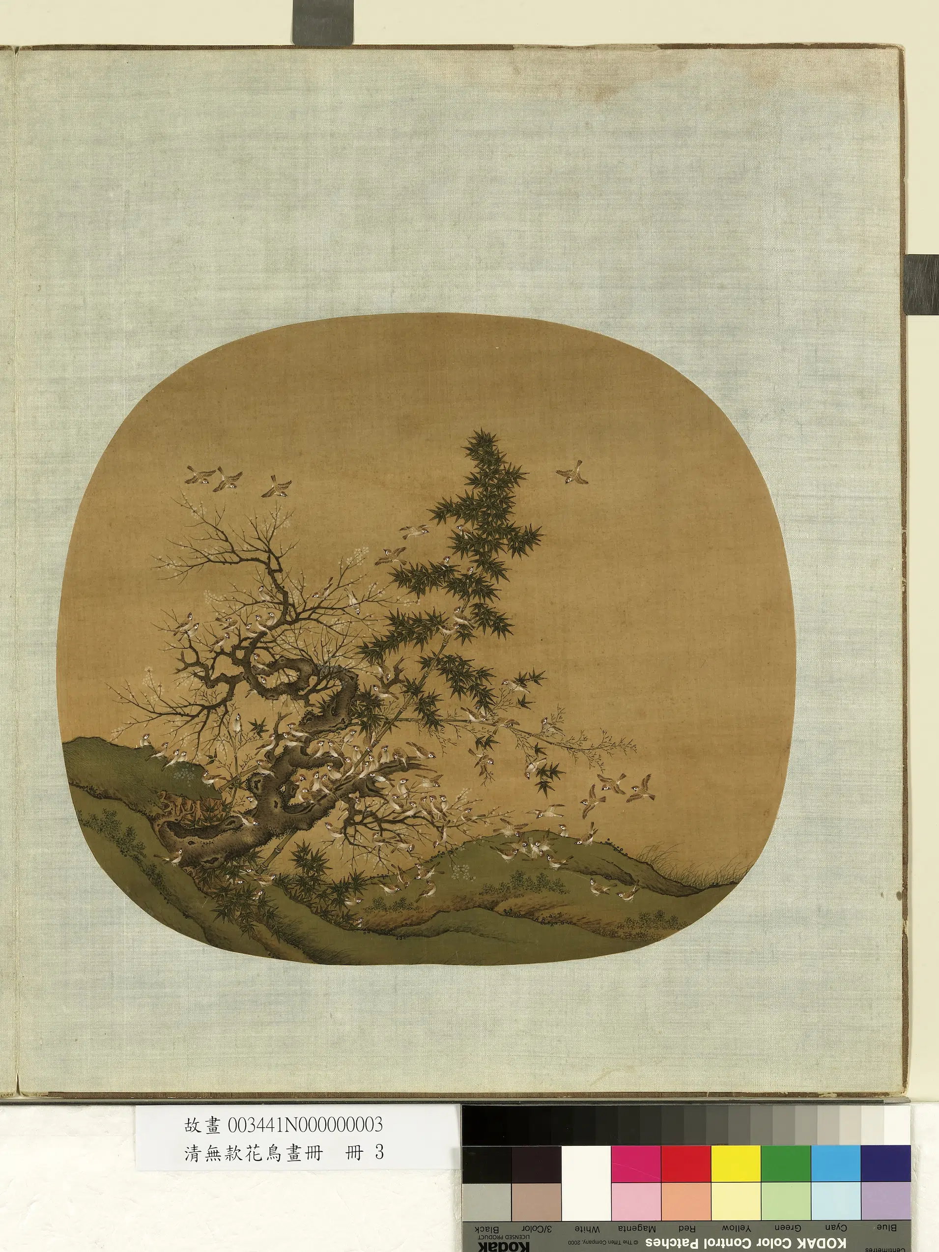 《无款花鸟画册-竹雀》