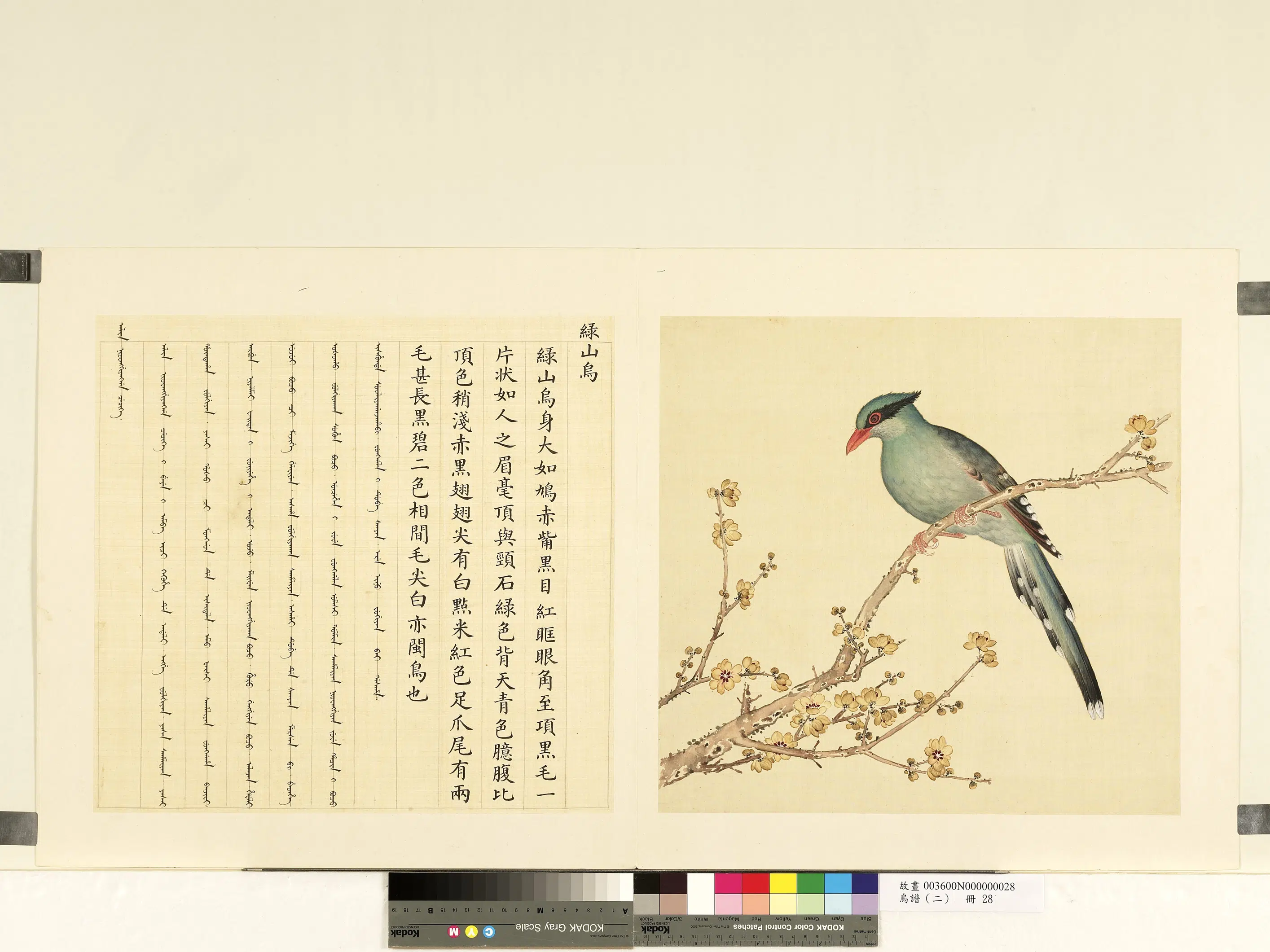 《鸟谱（二）册》 第17张