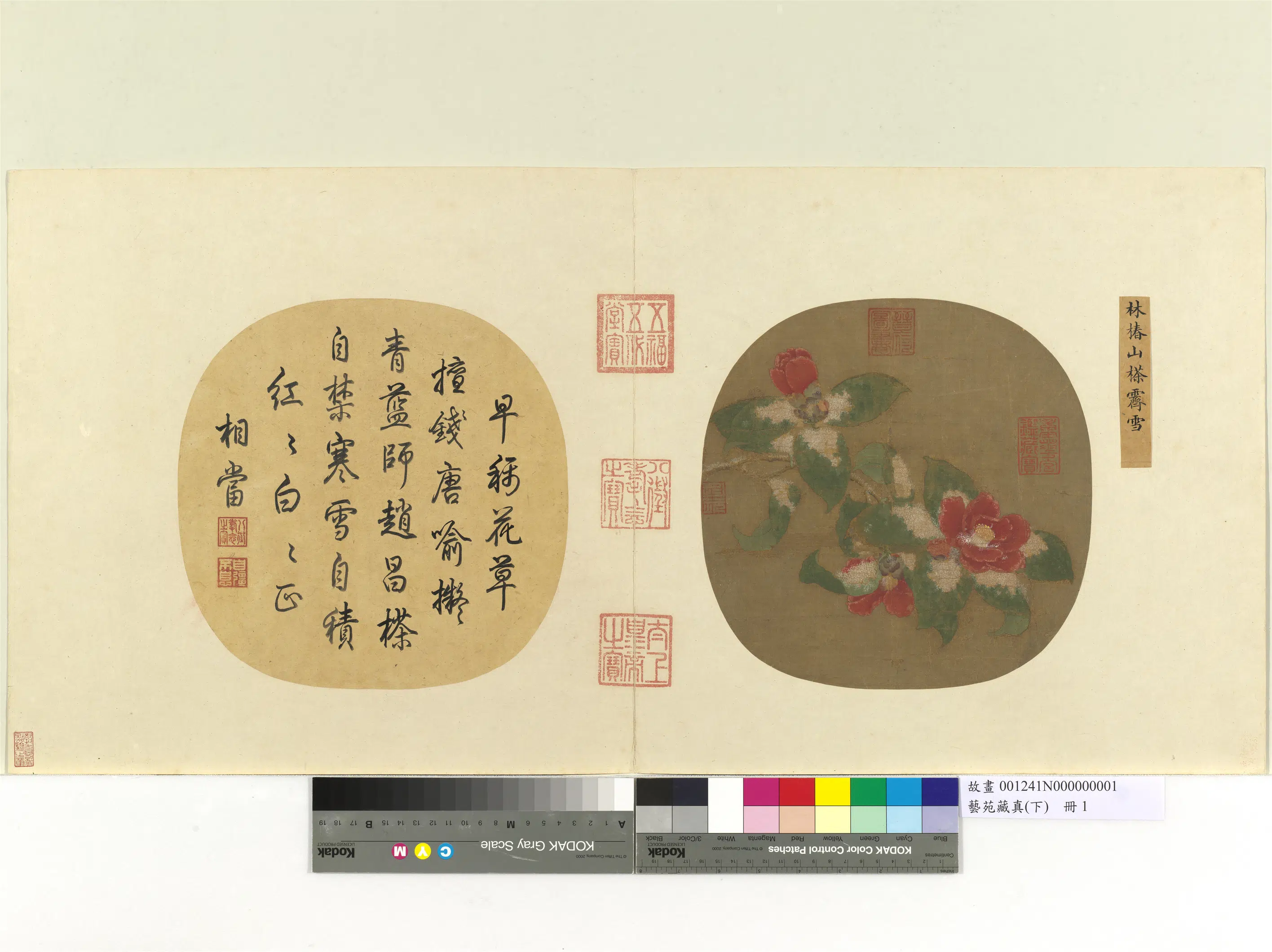 南宋【林椿】《山茶霁雪图_艺苑藏真（下）册》