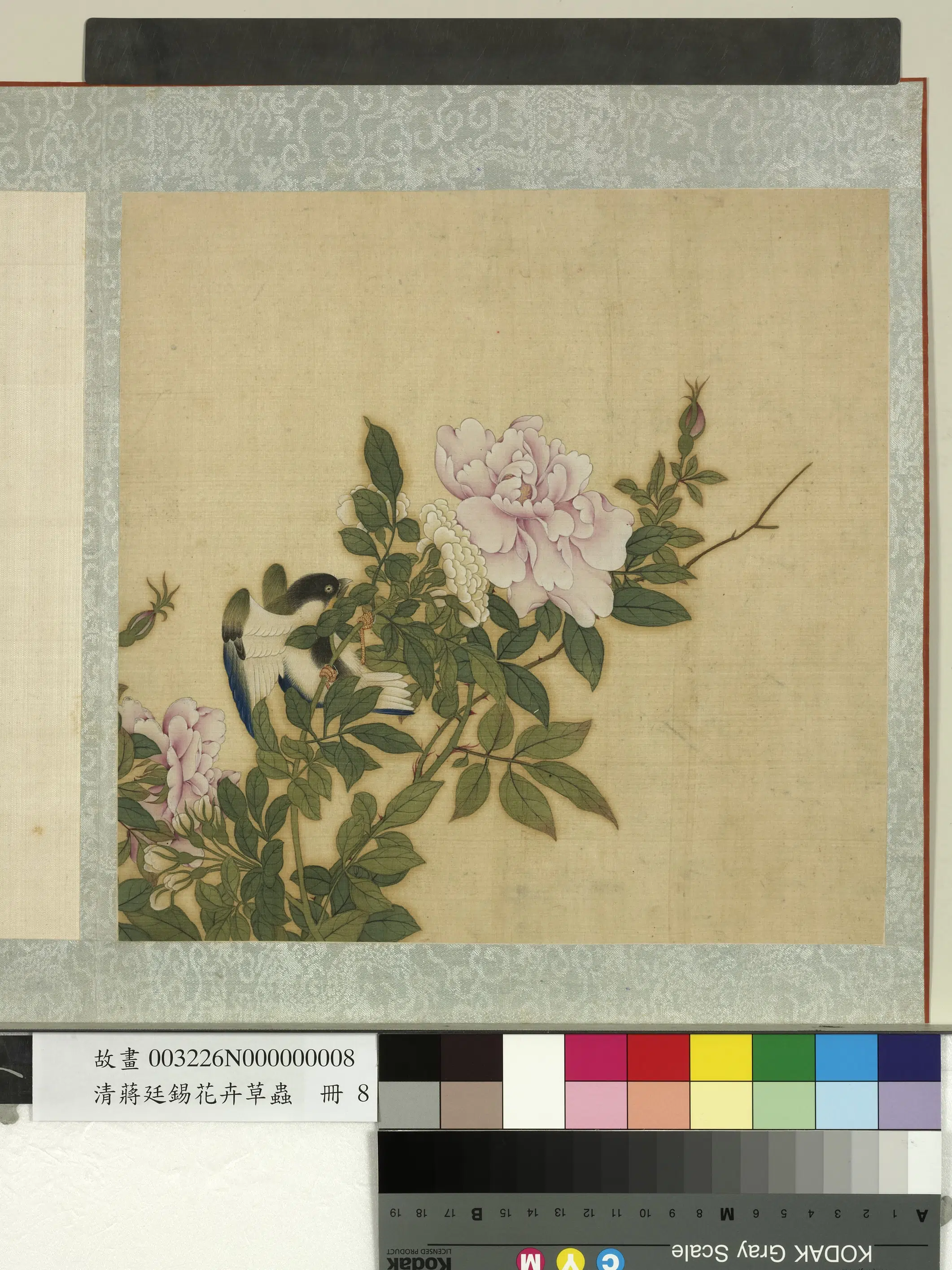 清代【蒋廷锡】《花卉草虫册-玫瑰》
