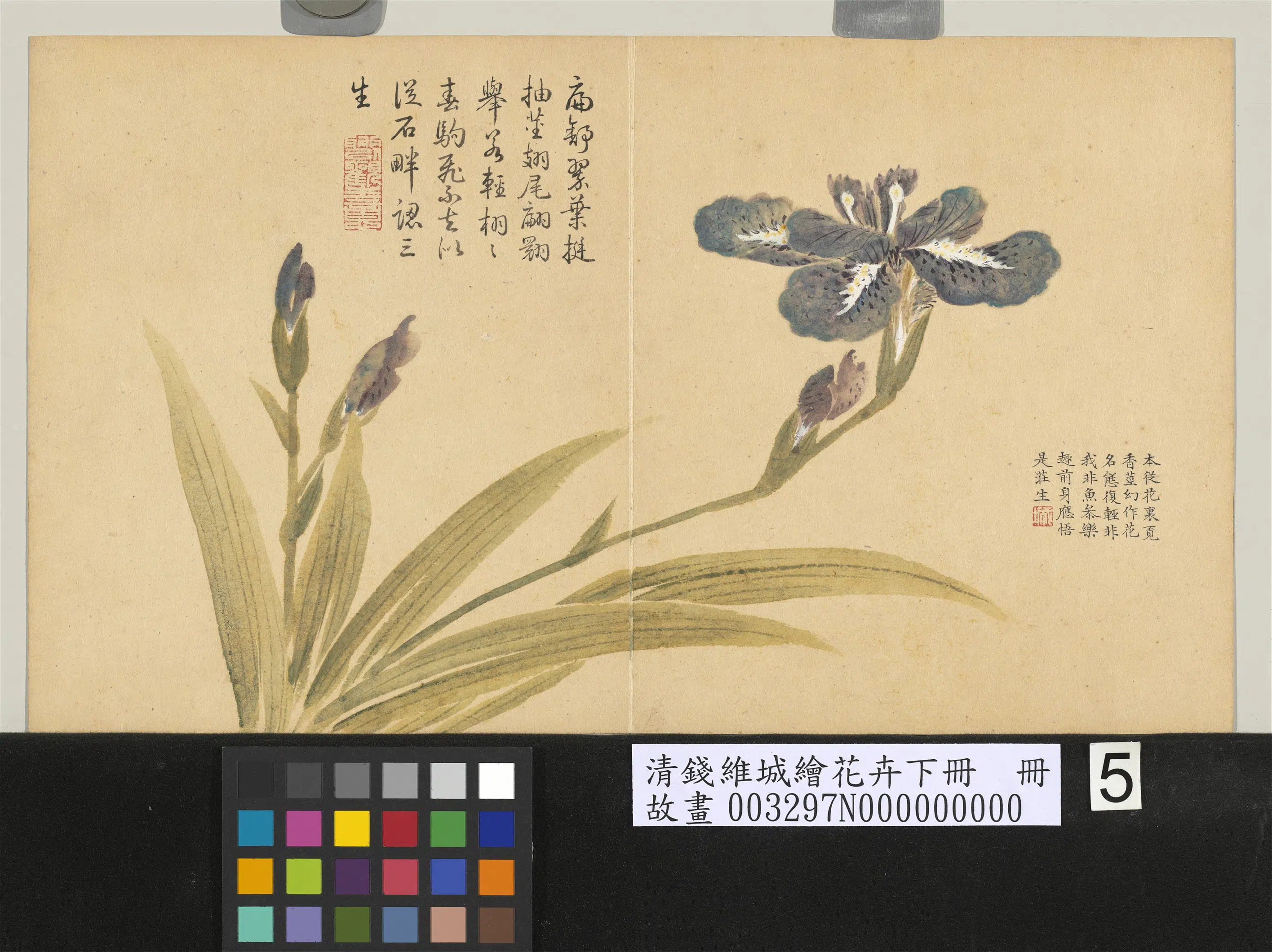 清代【钱维城】《绘花卉（下）册-紫蝴蝶》