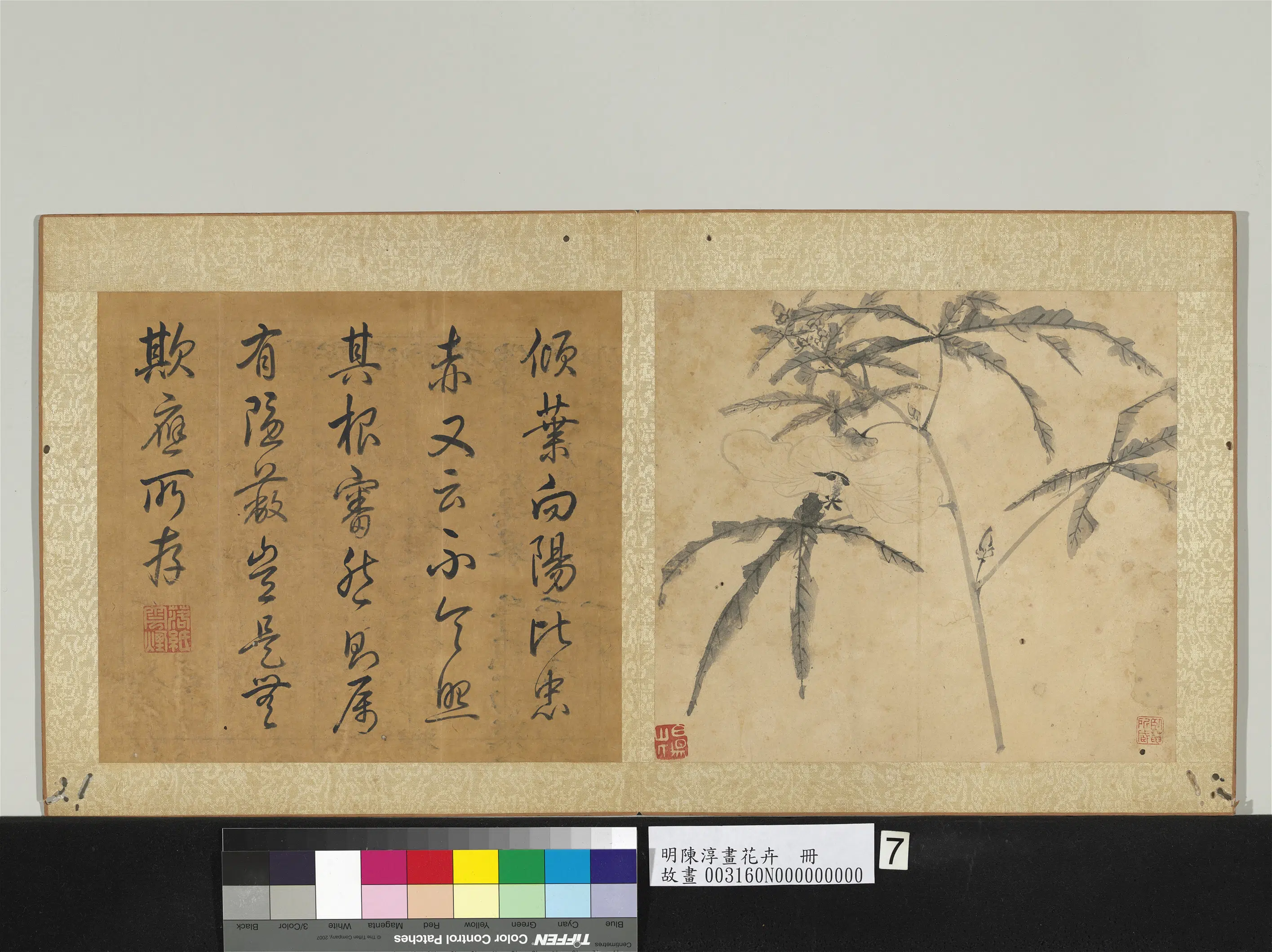 明朝【陈淳（道复）】《画花卉册-秋葵》