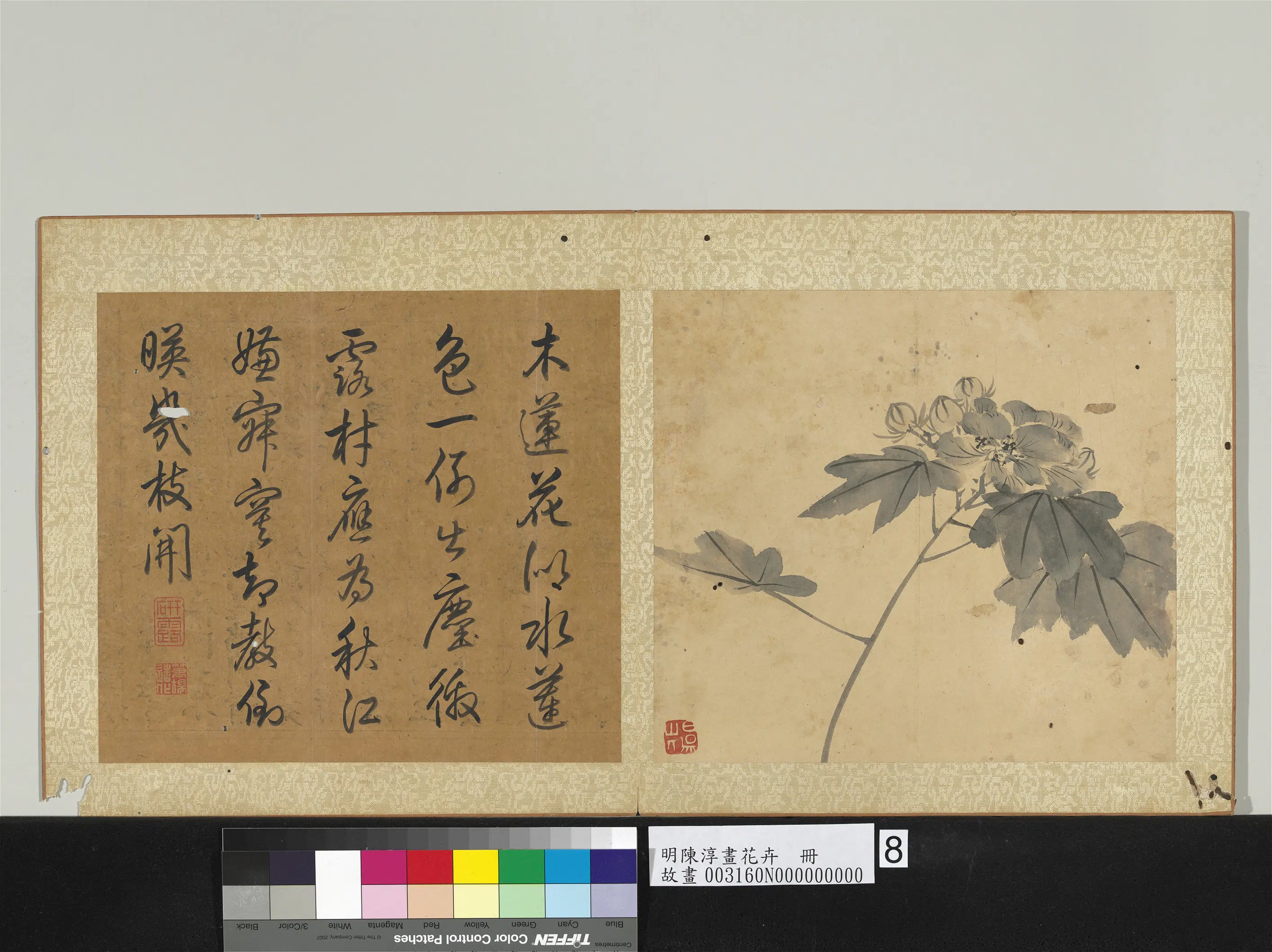 明朝【陈淳（道复）】《画花卉册-芙蓉》