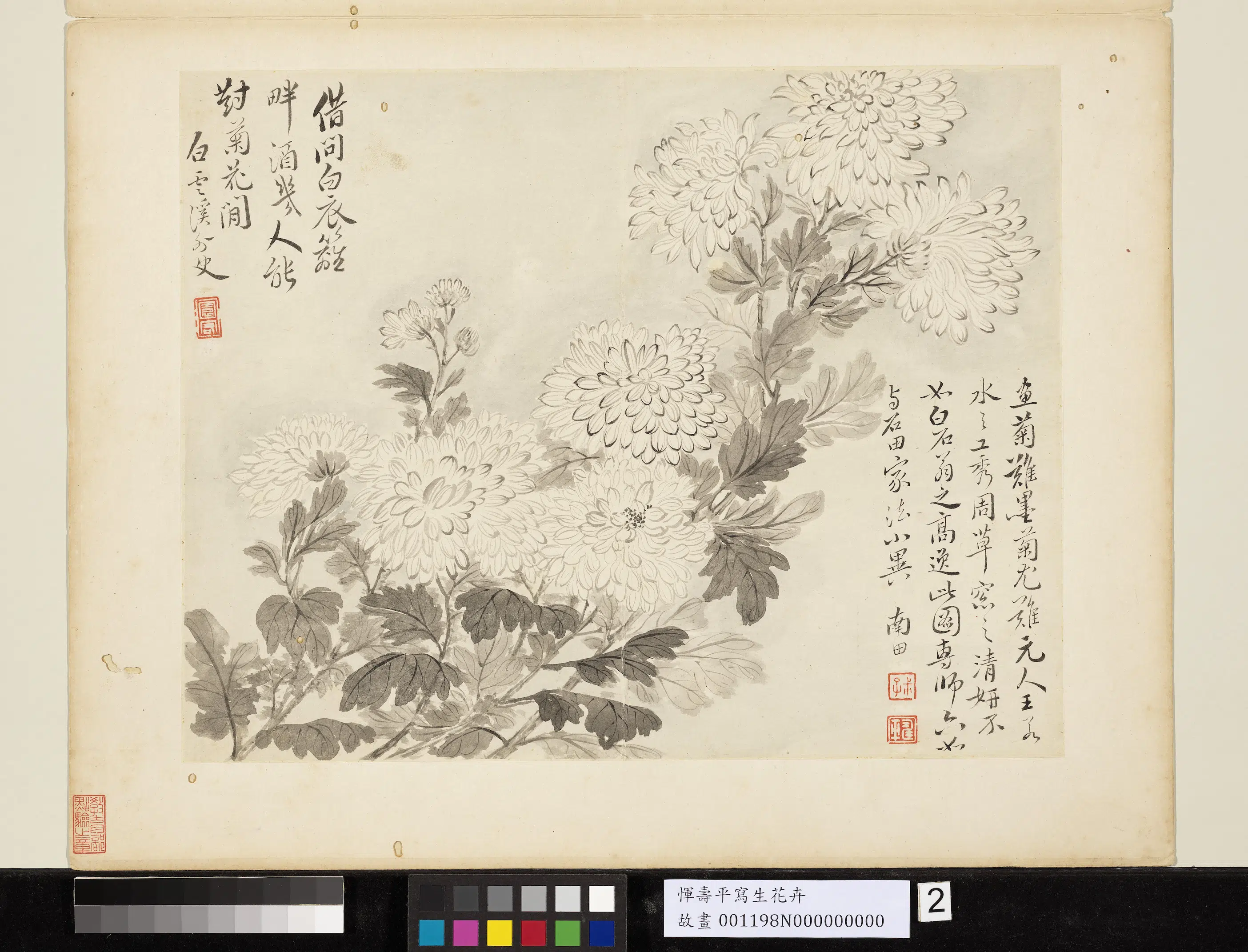 清代【恽寿平】《写生花卉册-墨菊》