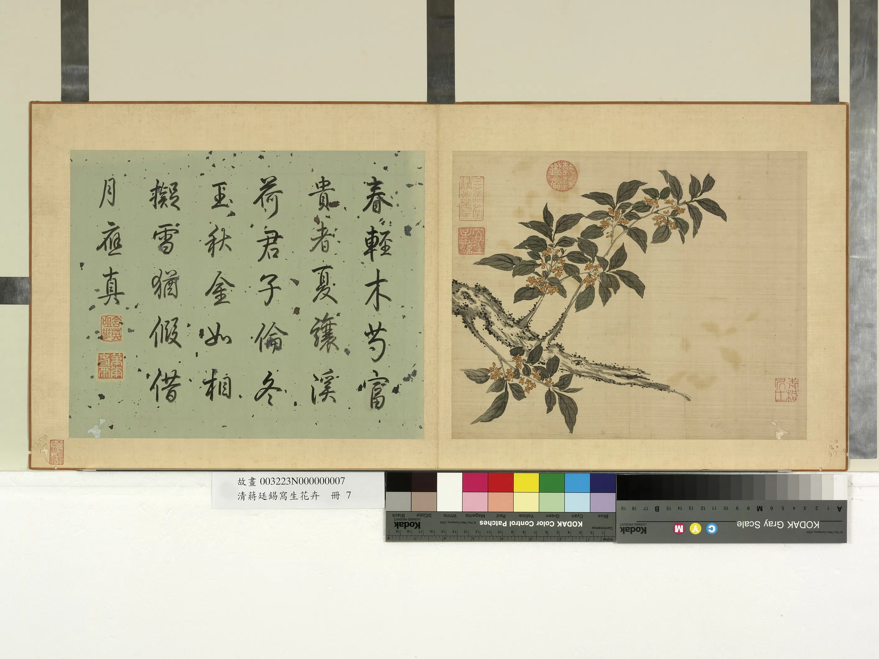清代【蒋廷锡】《写生花卉册-桂花》 第1张