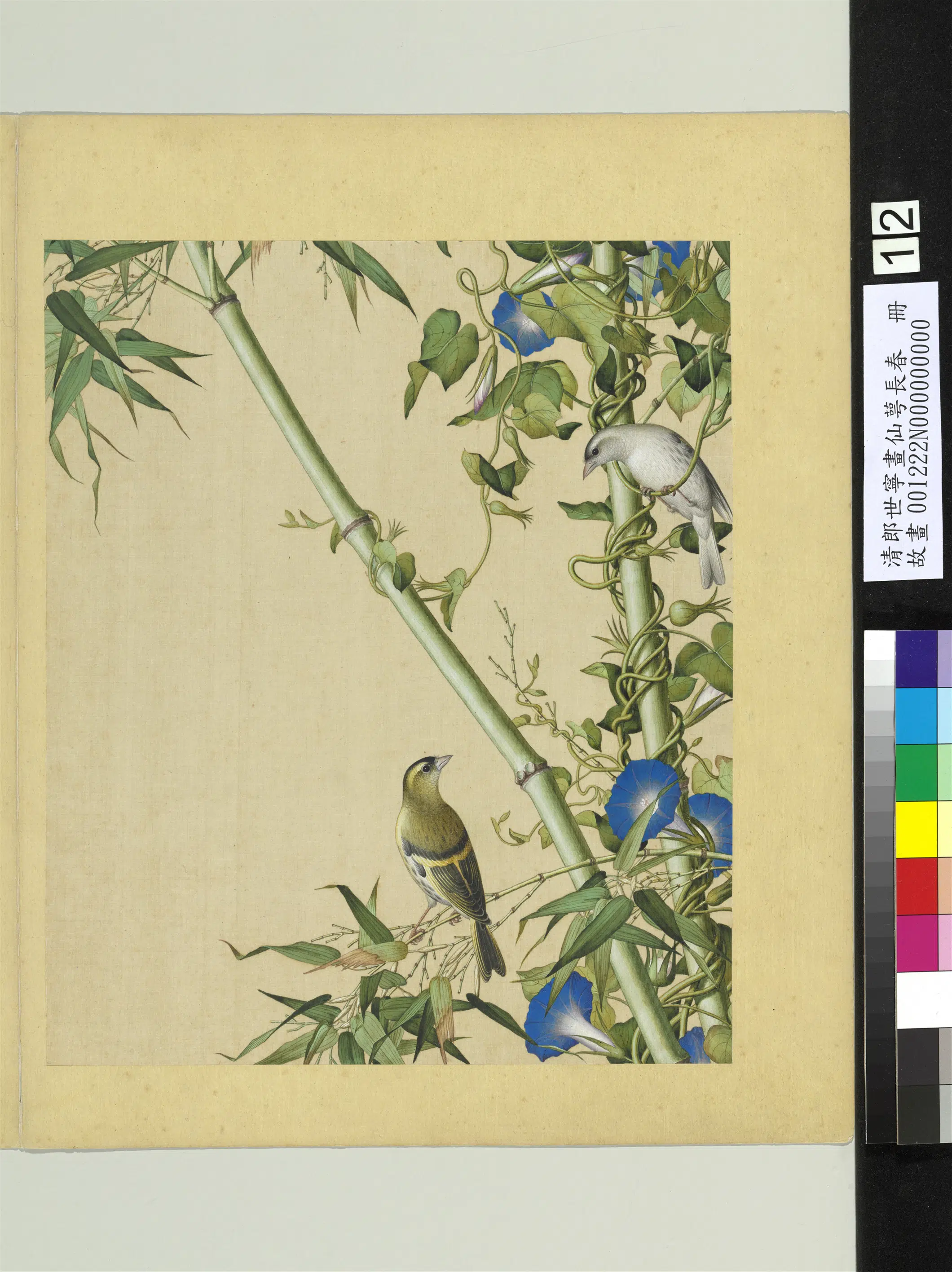 清代【郎世宁】《画仙萼长春册》 第9张 清代【郎世宁】《画仙萼长春册》 第9张