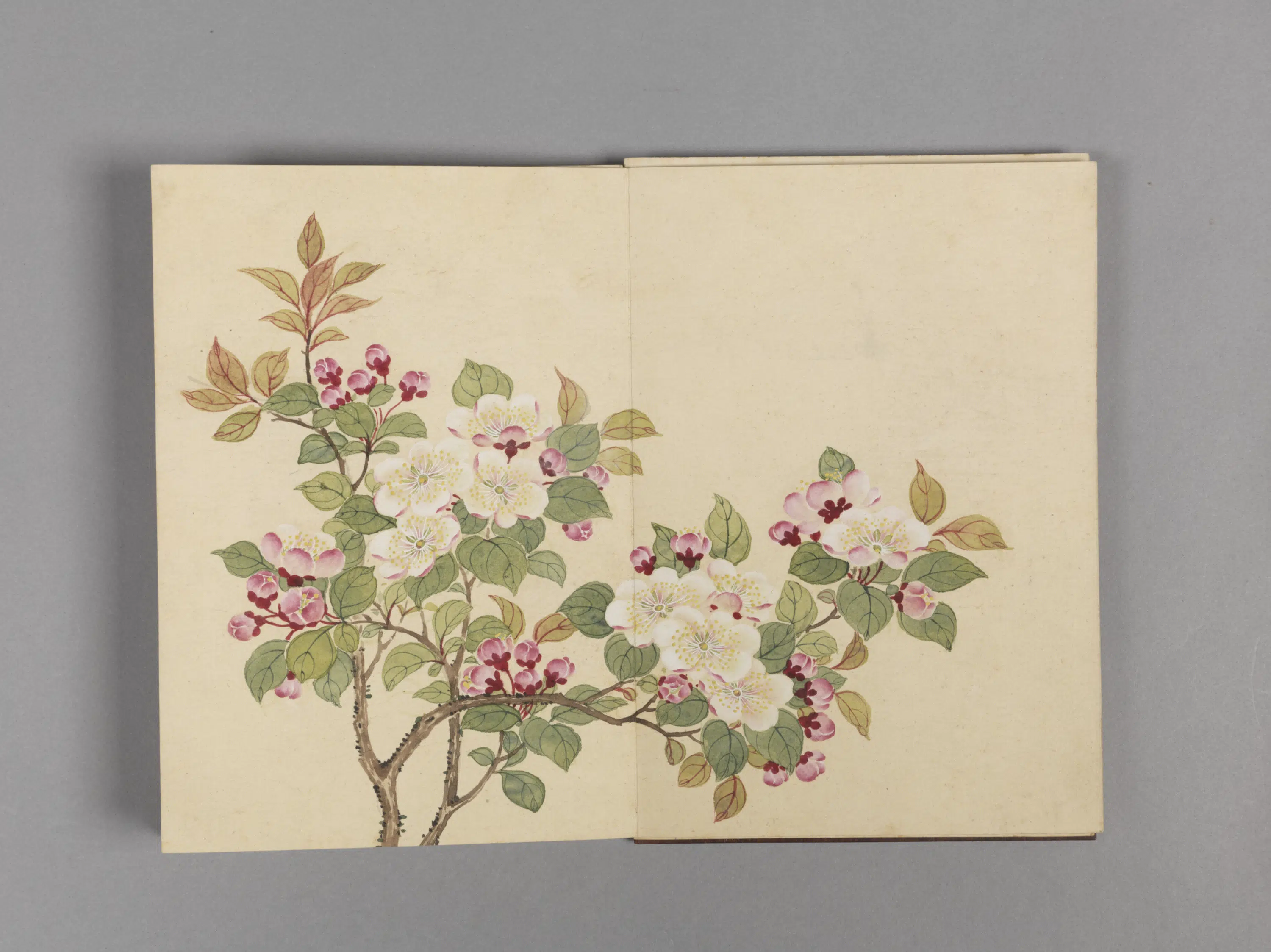 清代【董诰】《花卉小册（16开）》 第12张