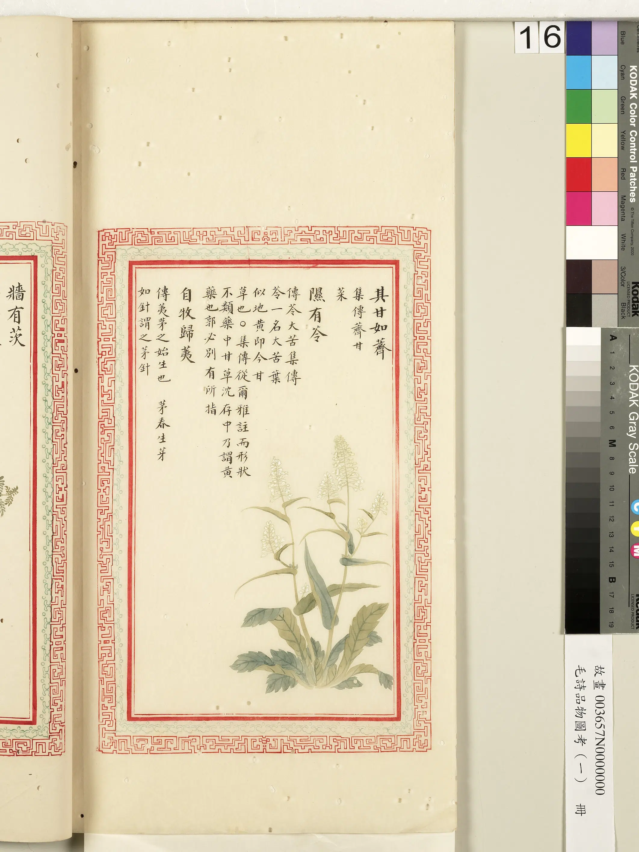 清朝【佚名】《毛诗品物图考（一）册-其甘如荠隰有苓自牧归荑-2》