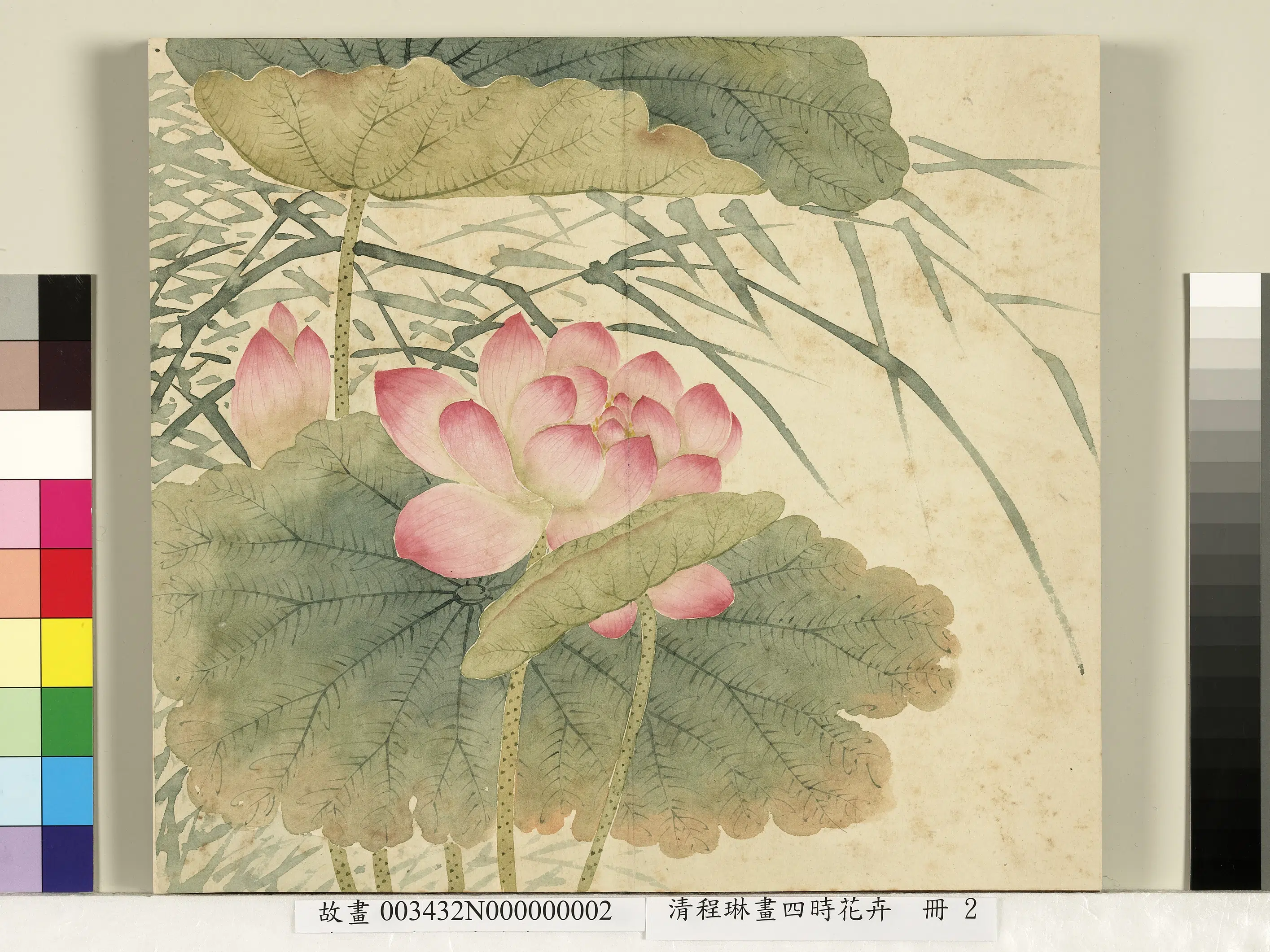 清代【程琳】《画四时花卉册-莲花芦苇》