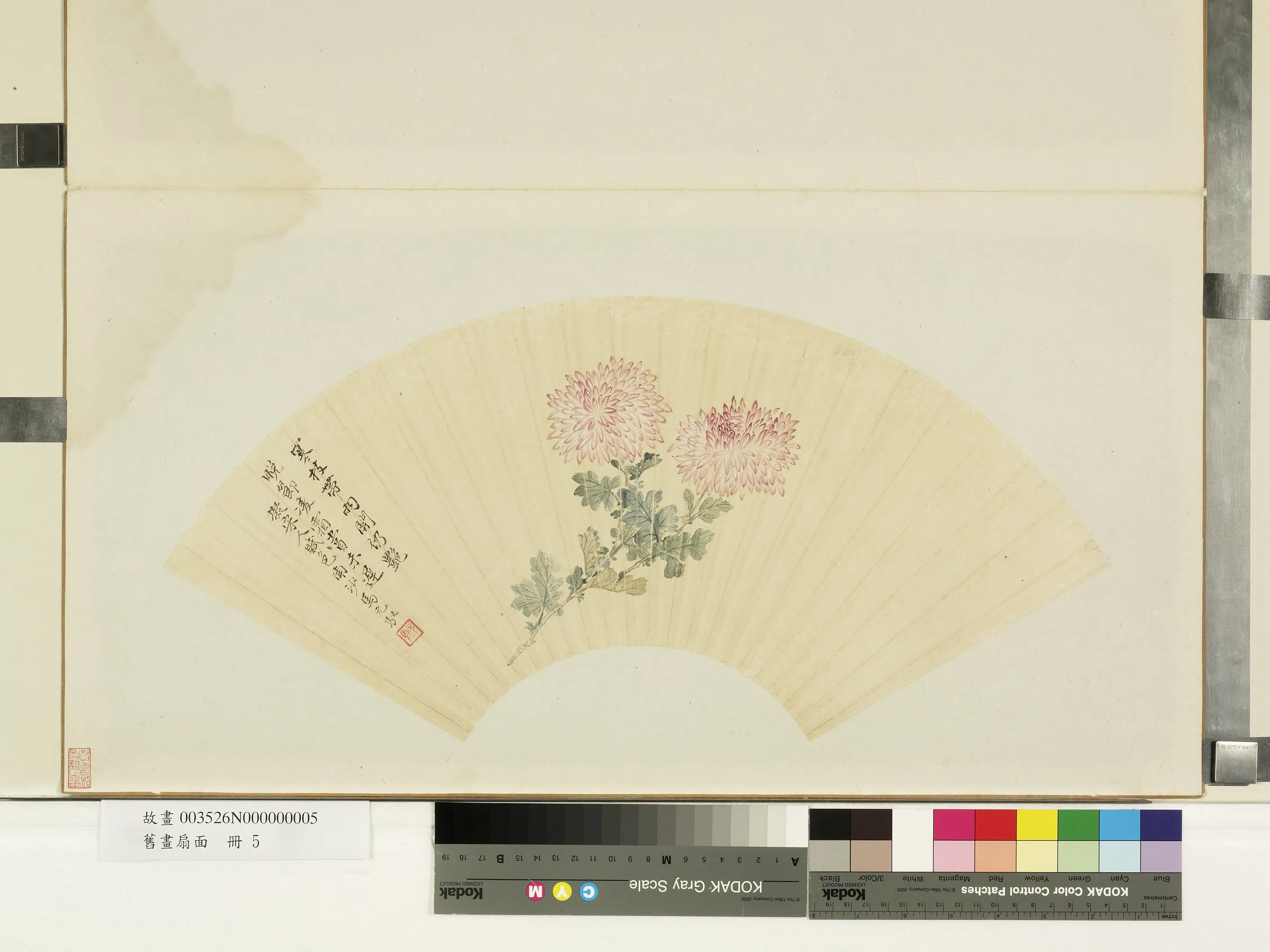 清朝【马元驭】《旧画扇面册-菊》
