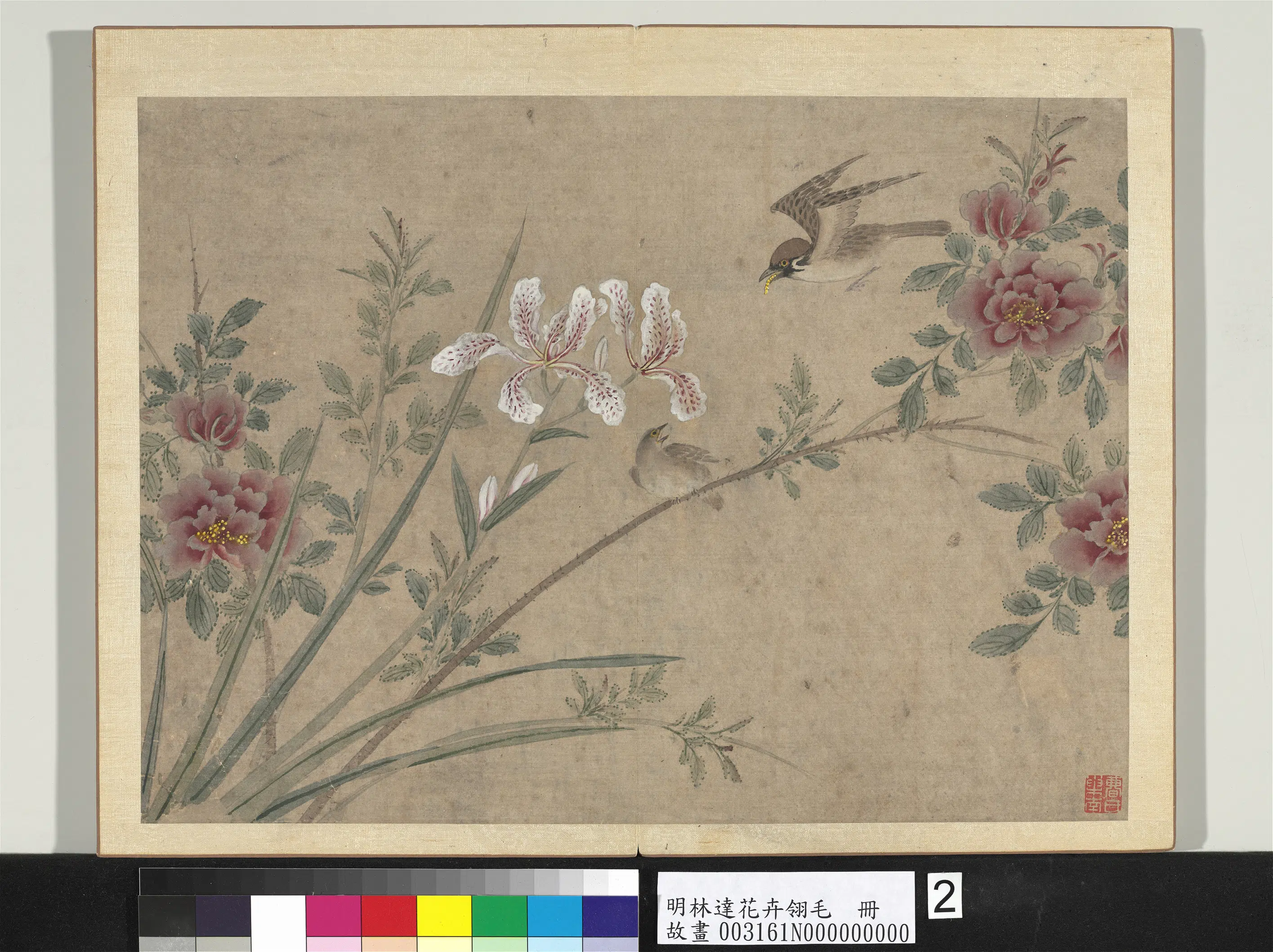 明朝【林达】《花卉翎毛册-月季麻雀》
