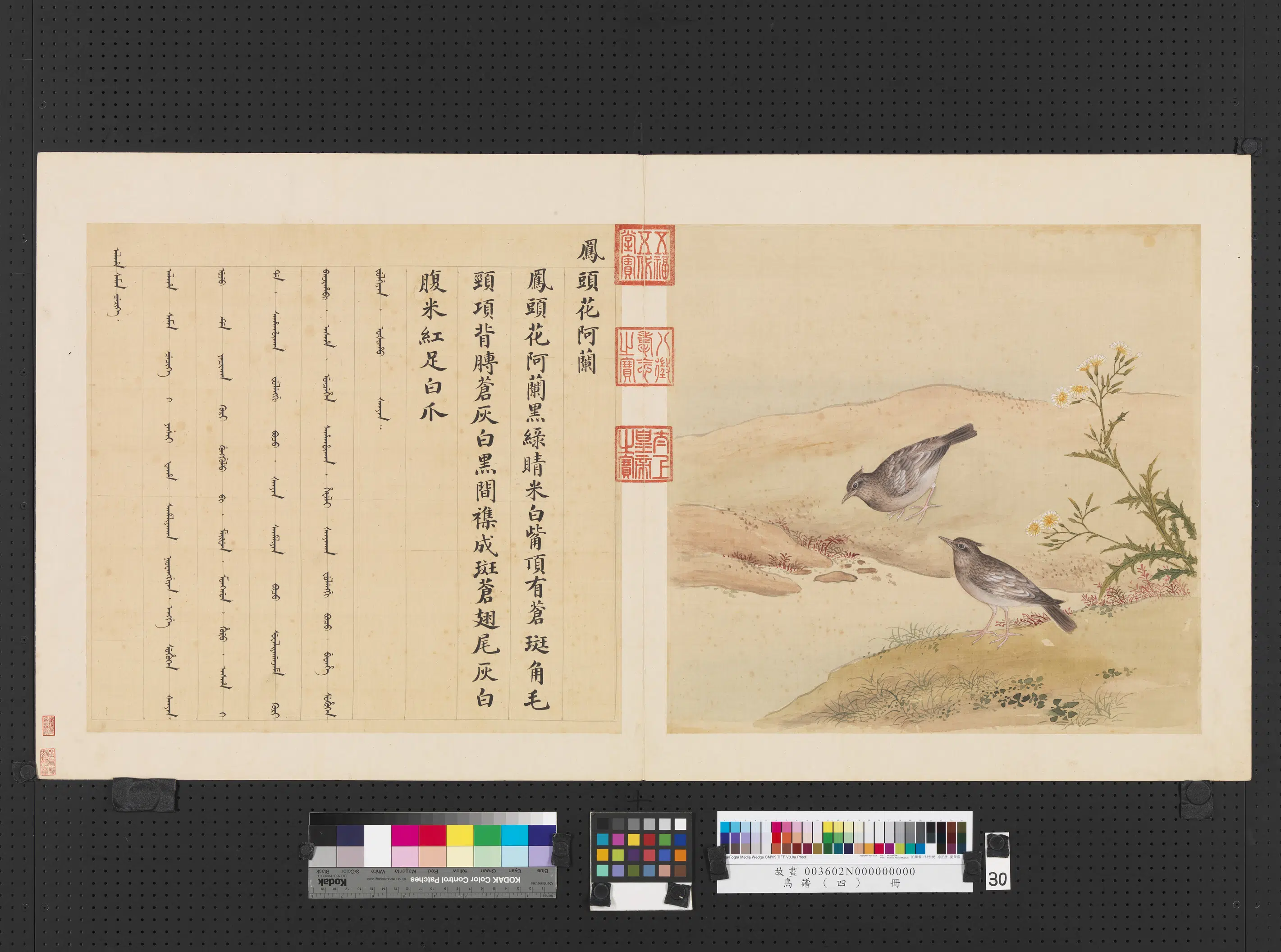 《鸟谱（四）册》 第3张