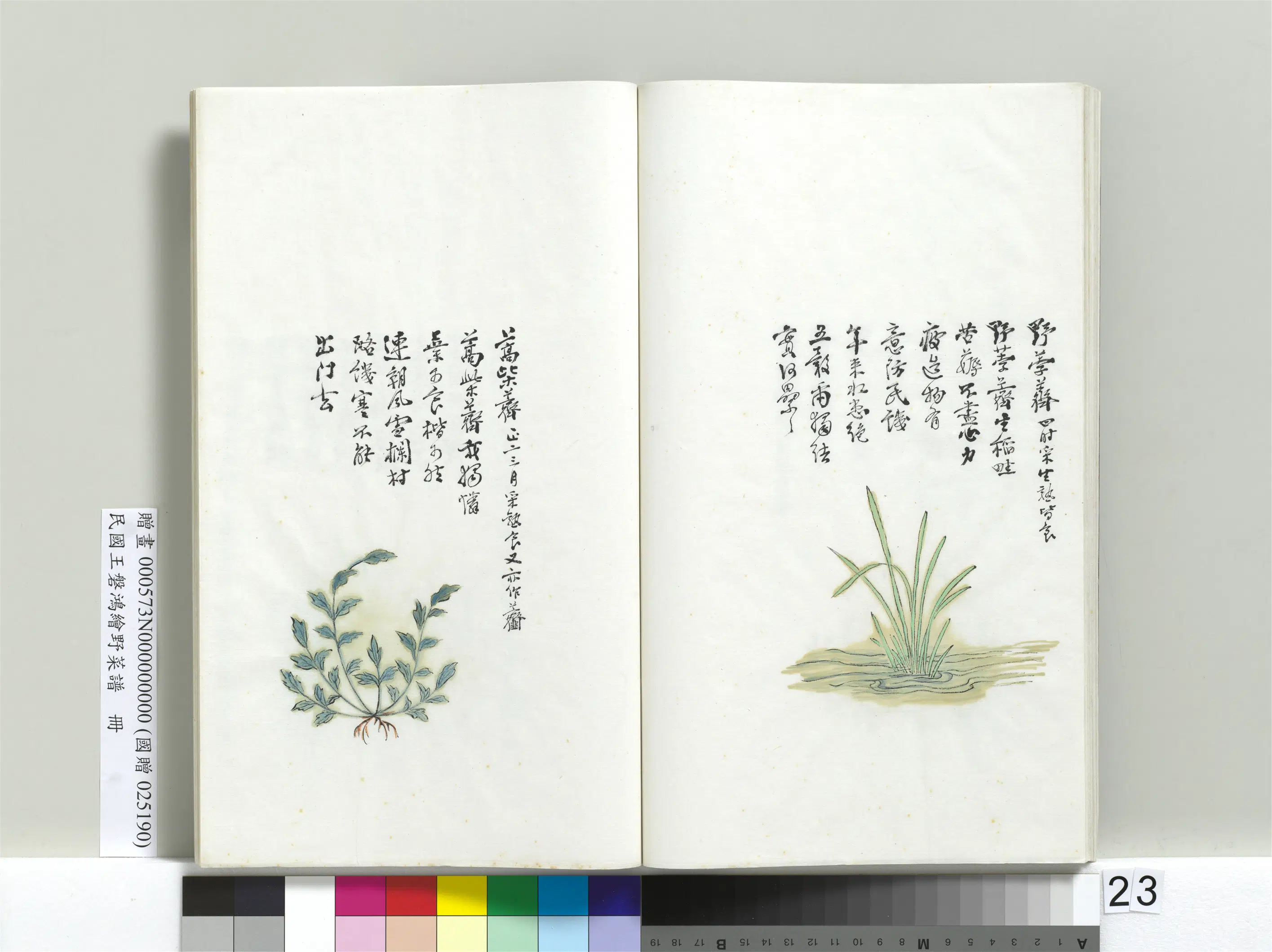 《绘王盘野菜谱册-蒿柴荠》