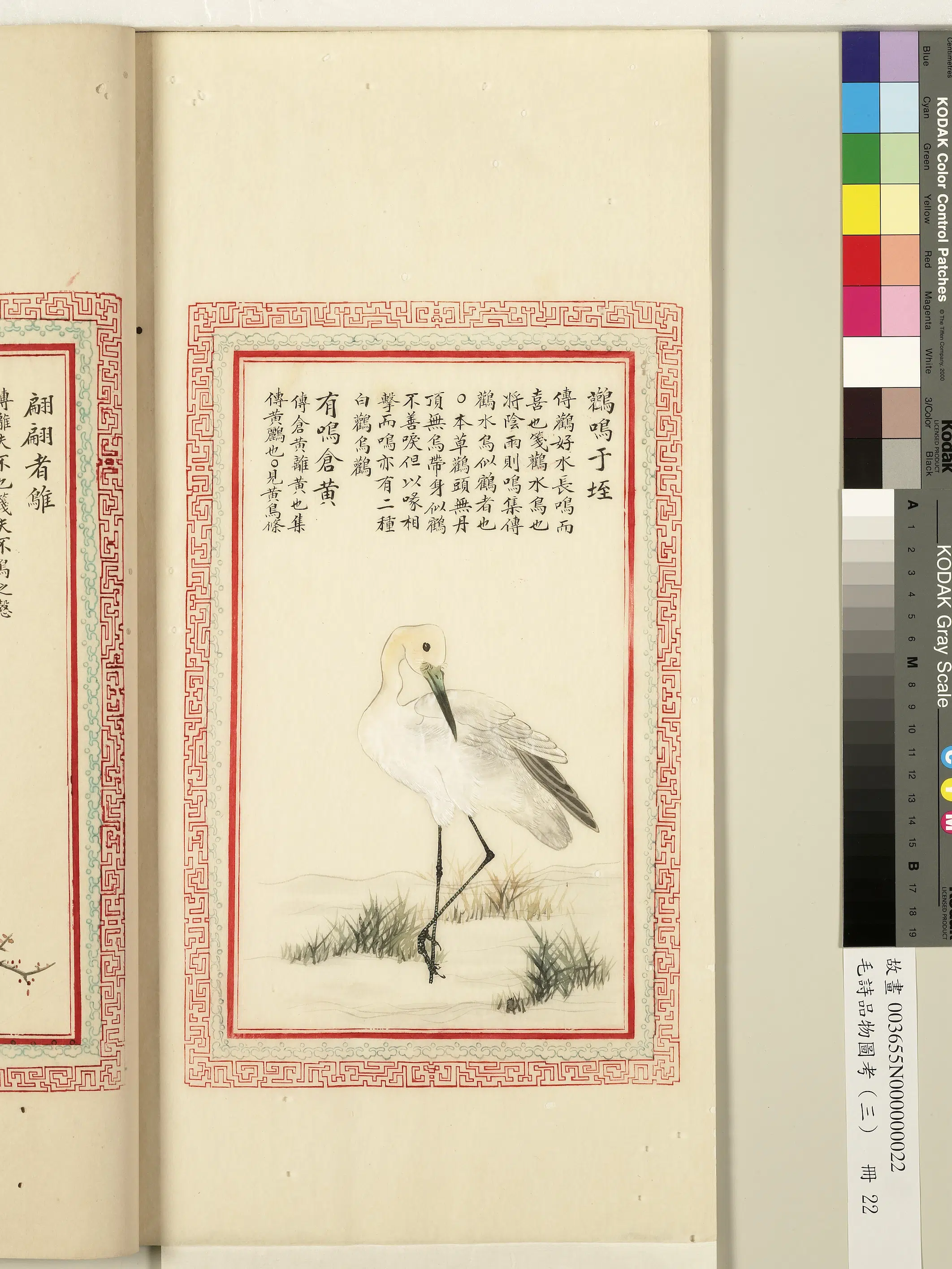 清朝【佚名】《毛诗品物图考（三）册-鹳鸣于垤有鸣仓黄-1》