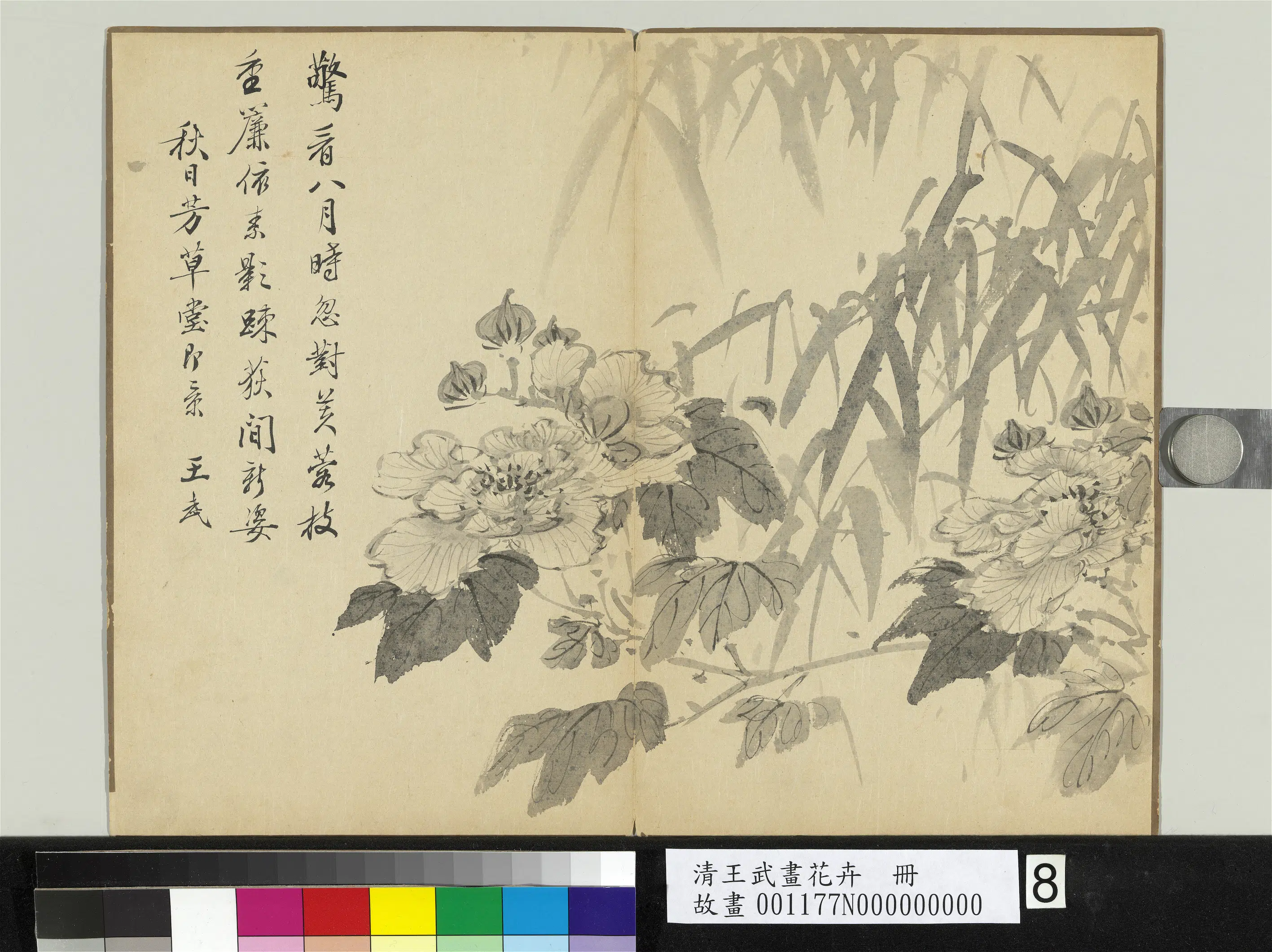 清代【王武】《画花卉册-竹下木芙蓉》