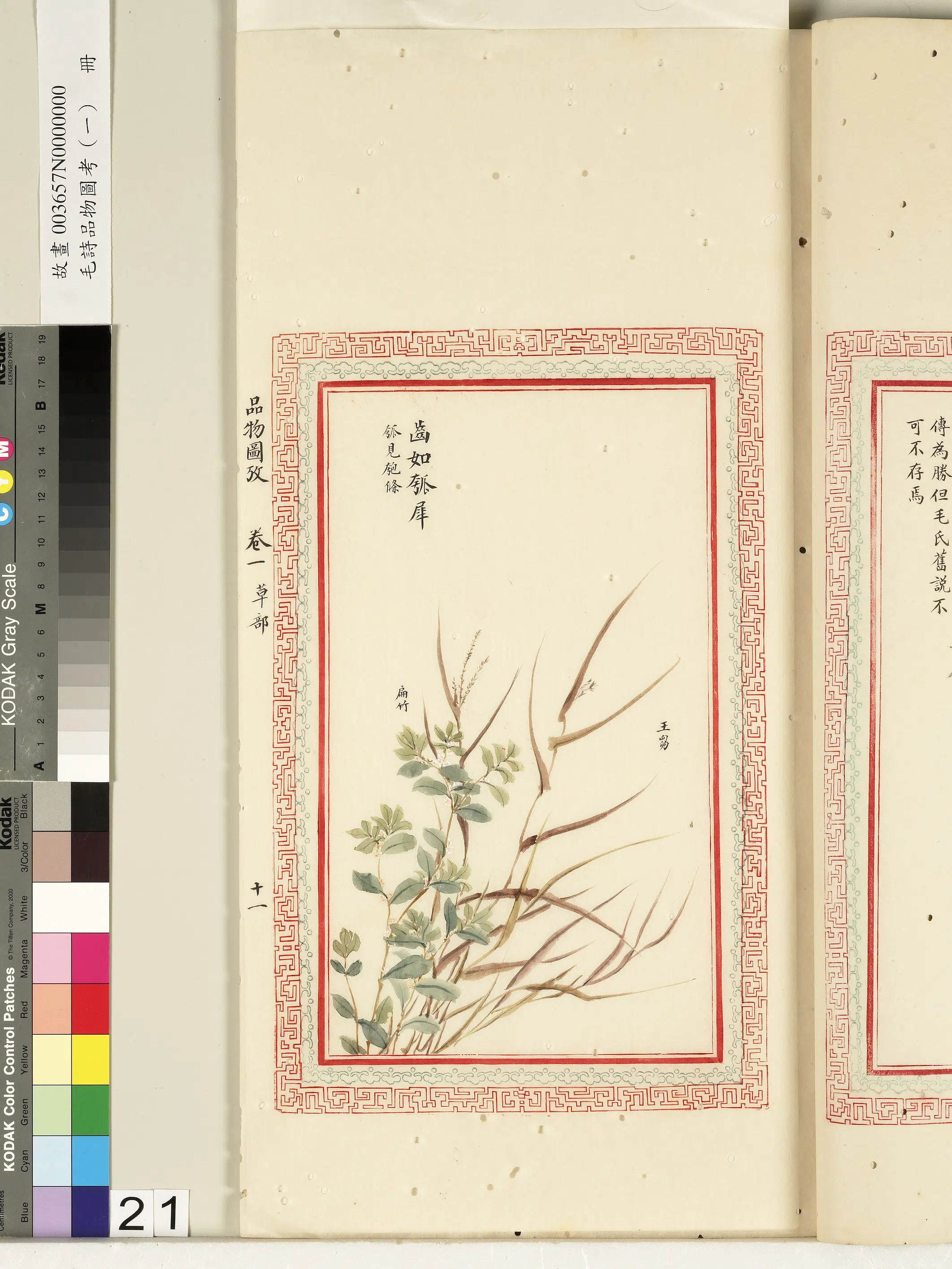 清朝【佚名】《毛诗品物图考（一）册-齿如瓠犀-2》